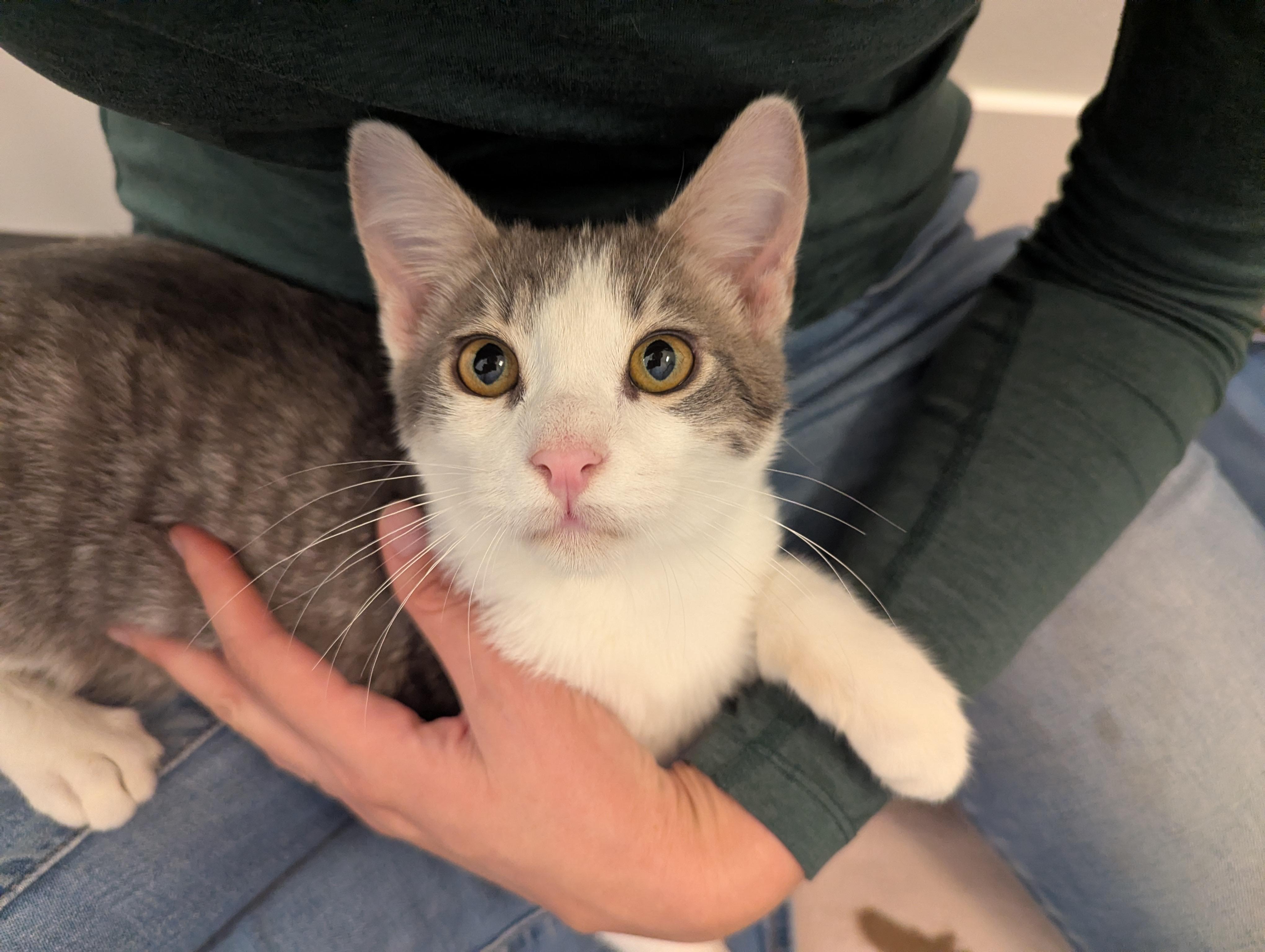 S'mores, a Adoptable mixed breed in West Richland, WA image 3/6