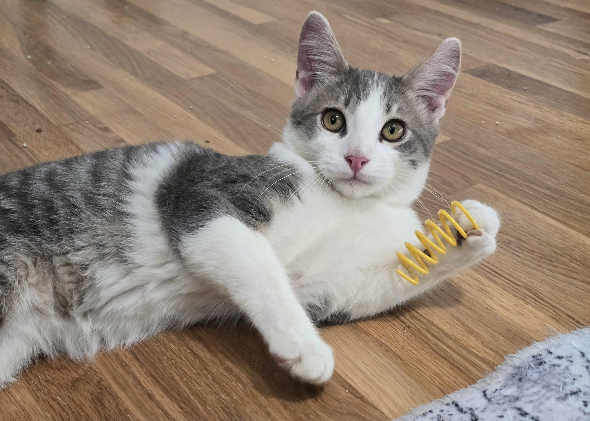 S'mores, a Adoptable mixed breed in West Richland, WA image 2/6