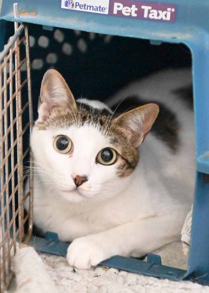 Enlarge Kitty, a Adopted mixed breed in St. James City, FL image 1/1