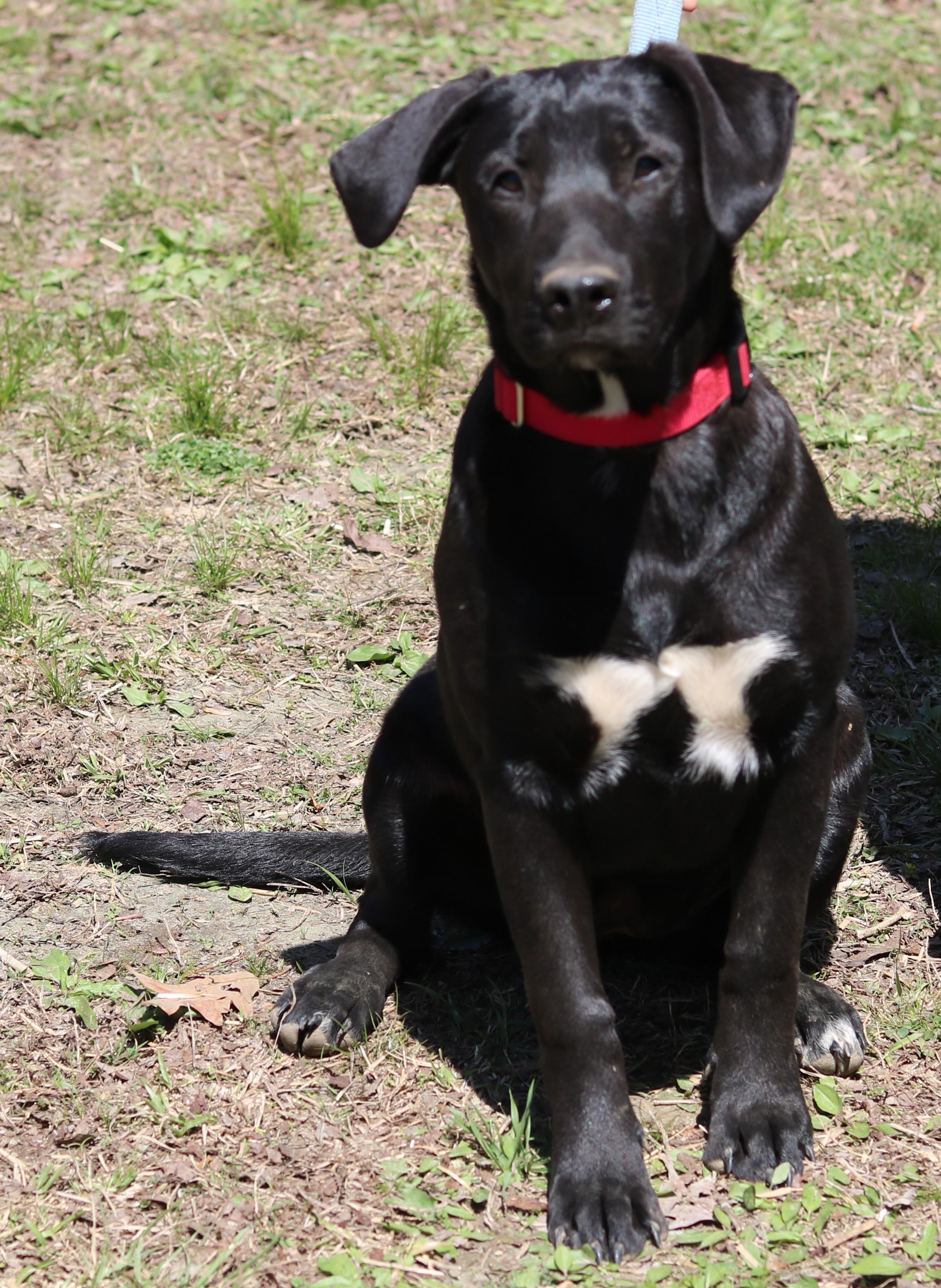 Saint, a ADOPTABLE mixed breed in Cedartown, GA image 2/3