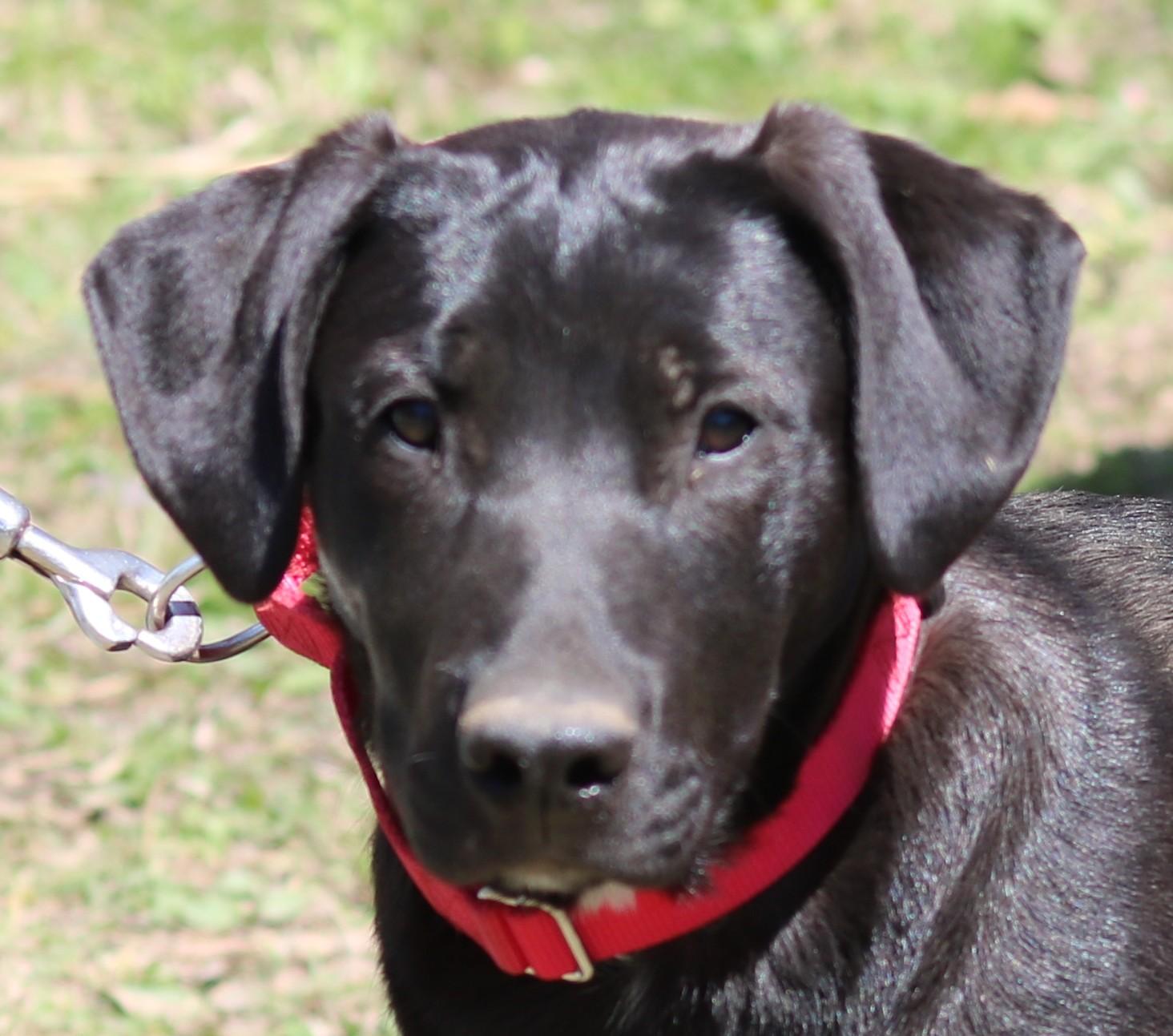 Saint, ADOPTABLE, Young Female Retriever & Shepherd.