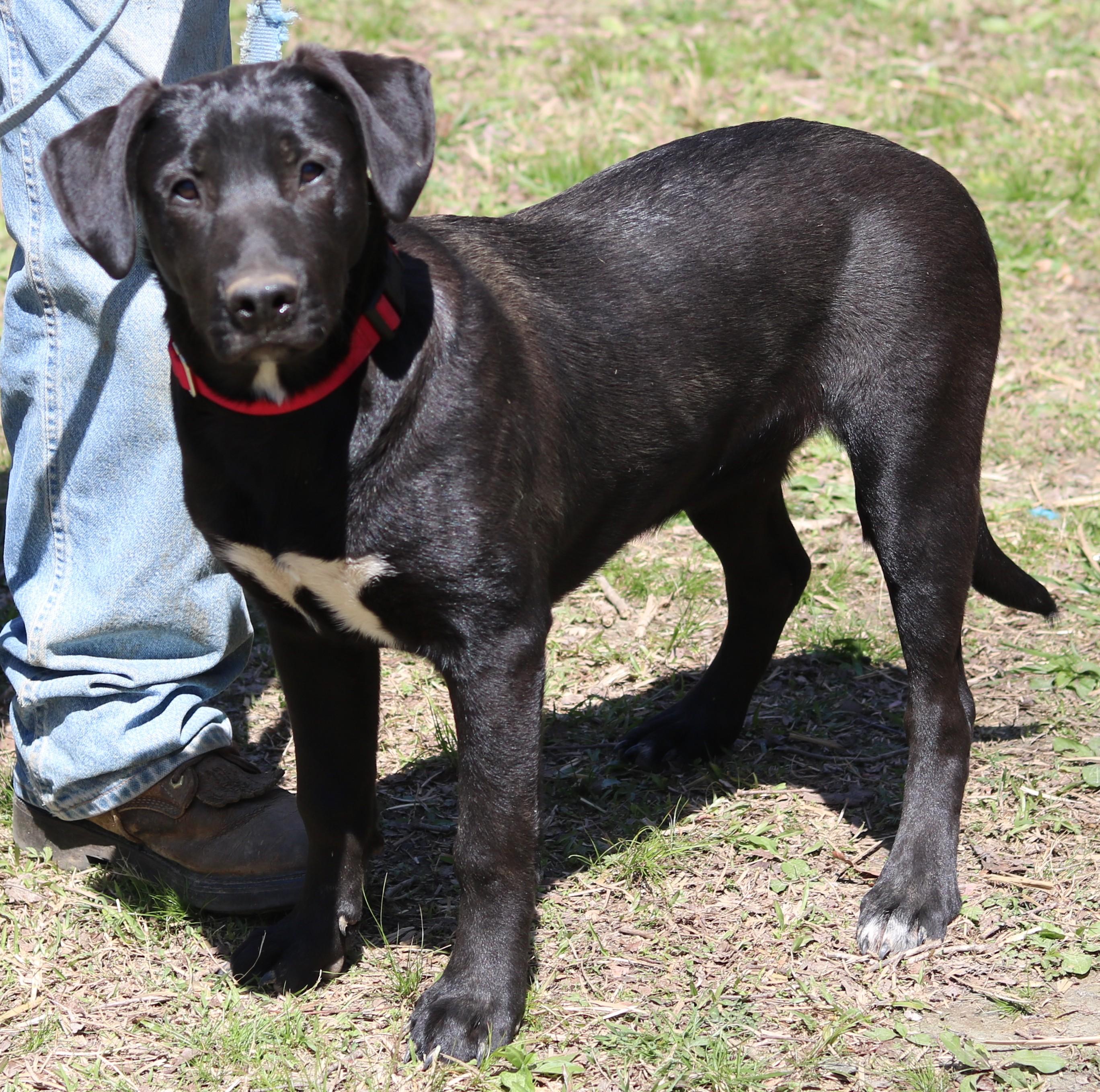 Saint, a ADOPTABLE mixed breed in Cedartown, GA image 3/3