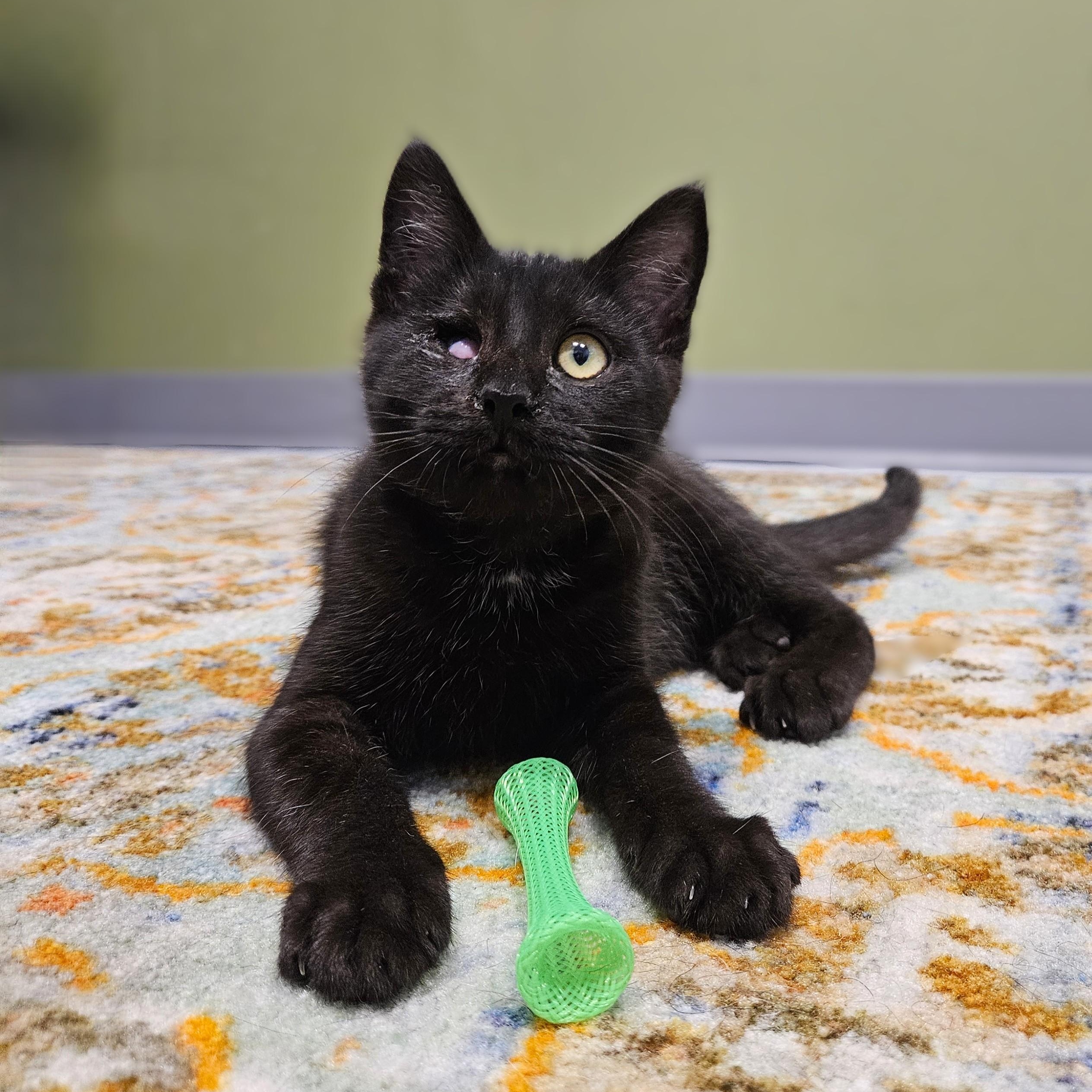Enlarge Volcano, a Adoptable Domestic Short Hair in Endicott, NY image 2/5