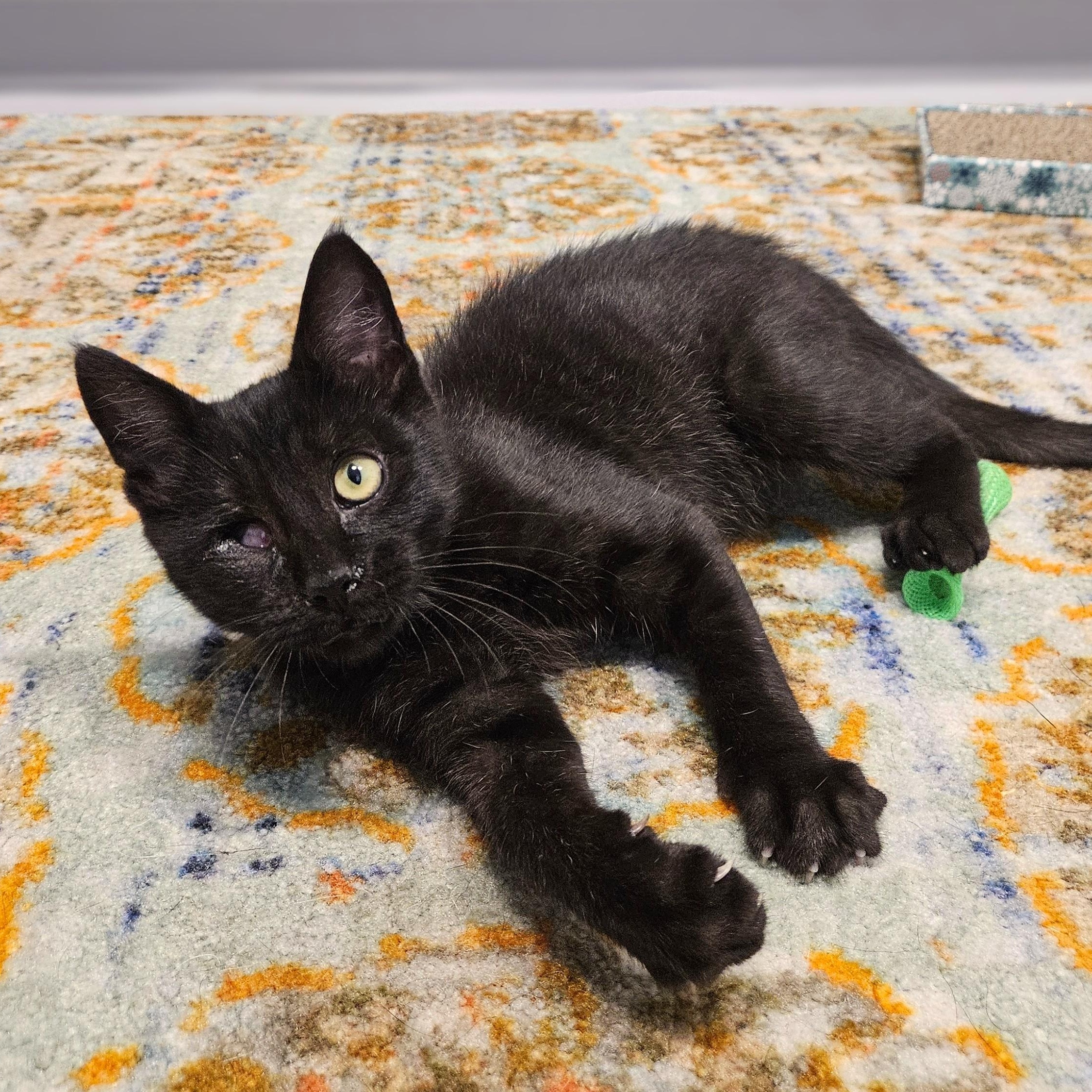 Enlarge Volcano, a Adoptable Domestic Short Hair in Endicott, NY image 3/5