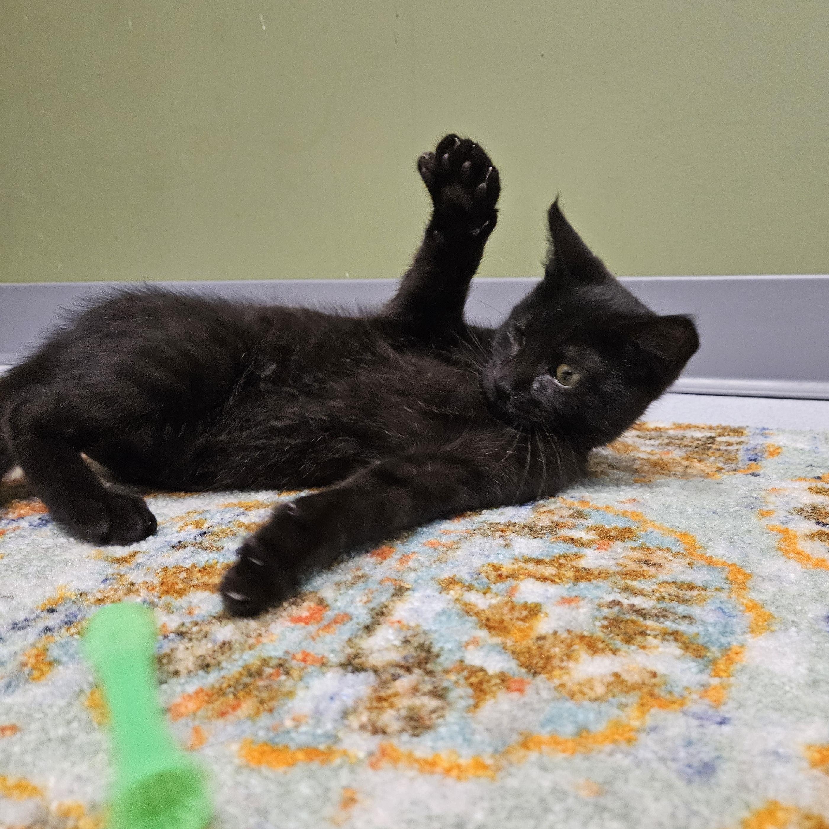 Enlarge Volcano, a Adoptable Domestic Short Hair in Endicott, NY image 5/5