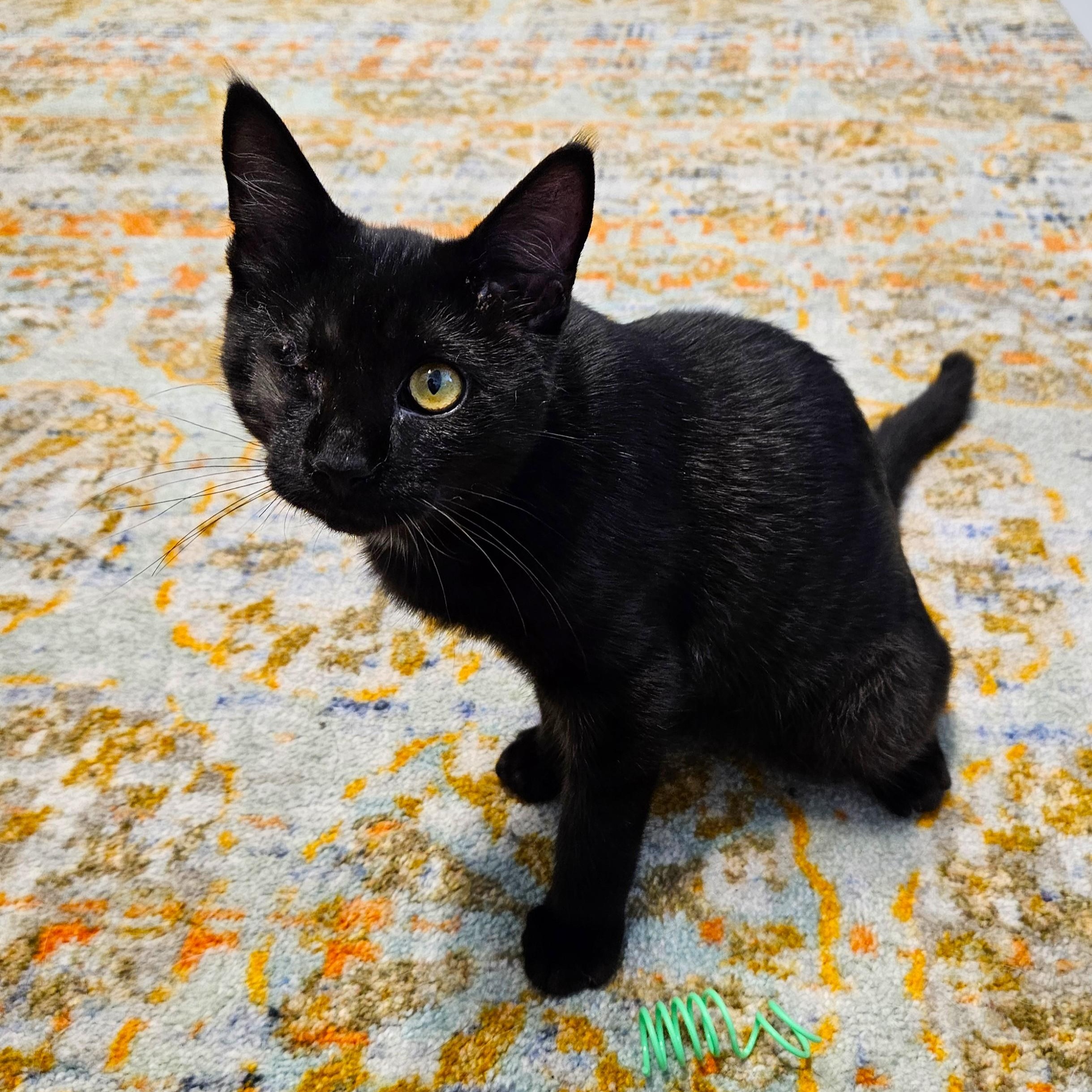 Enlarge Volcano, a Adoptable Domestic Short Hair in Endicott, NY image 4/5