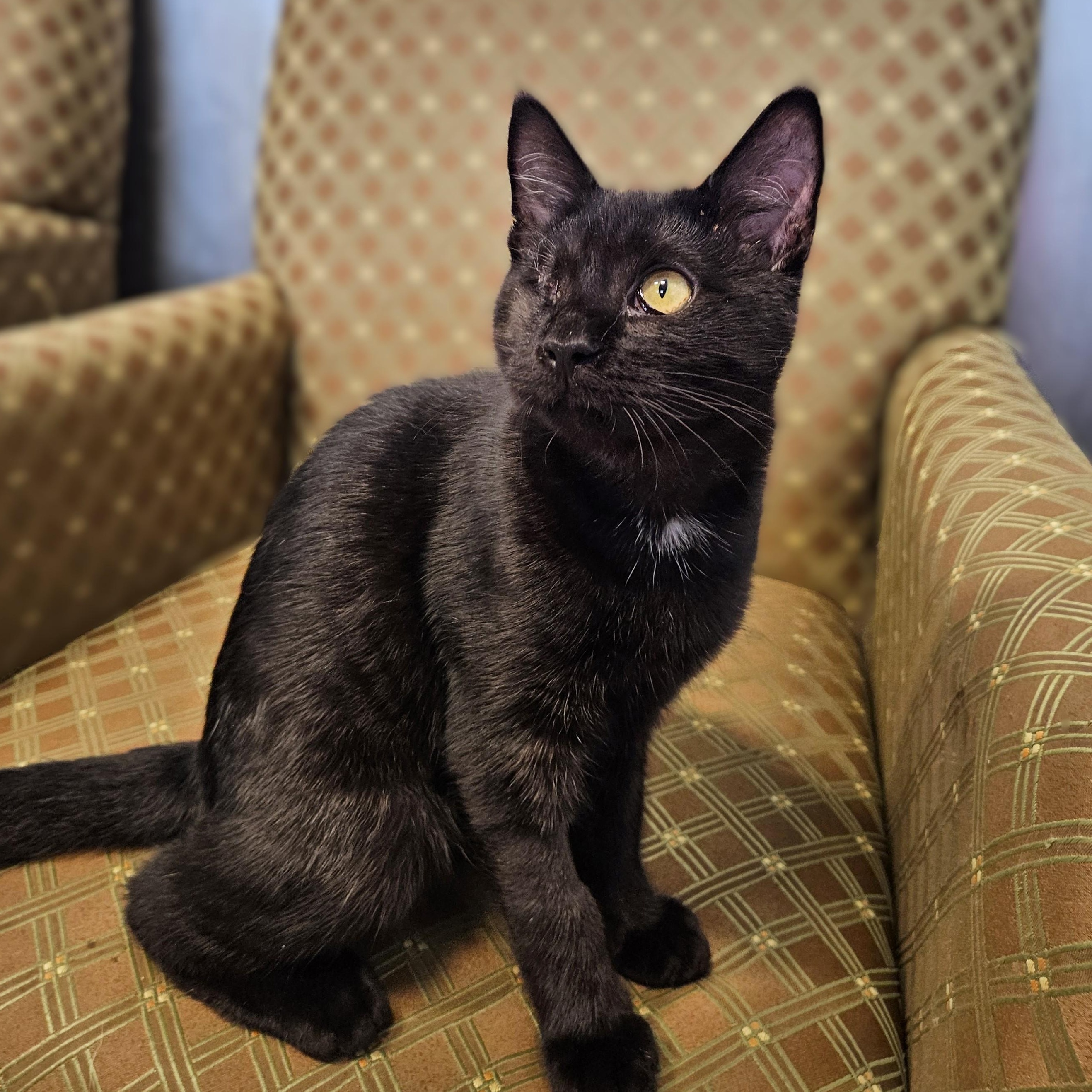 Volcano, Adoptable, Kitten Male Domestic Short Hair.