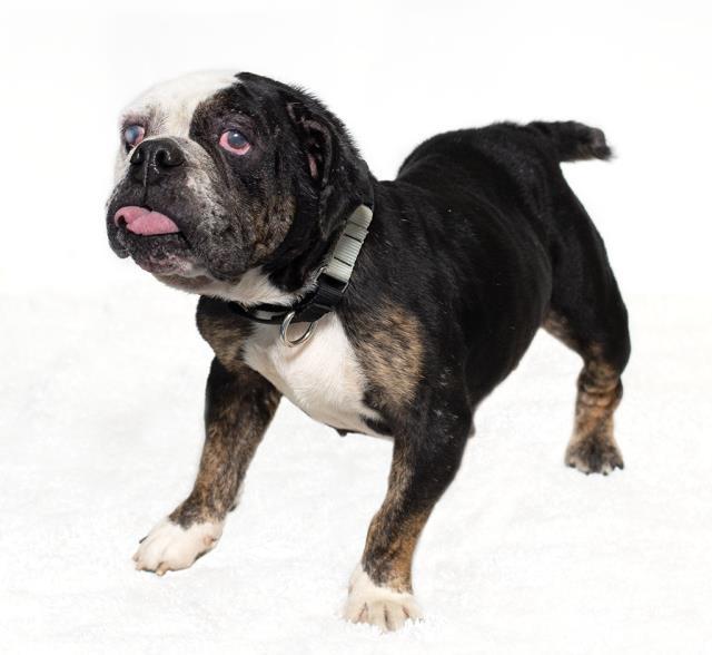 SADIE, Adoptable, Adult Female English Bulldog.