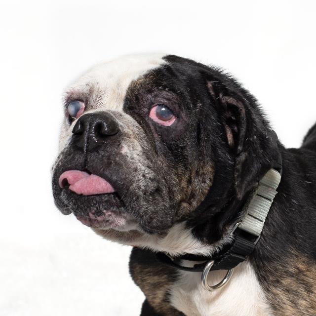SADIE, Adoptable, Adult Female English Bulldog.