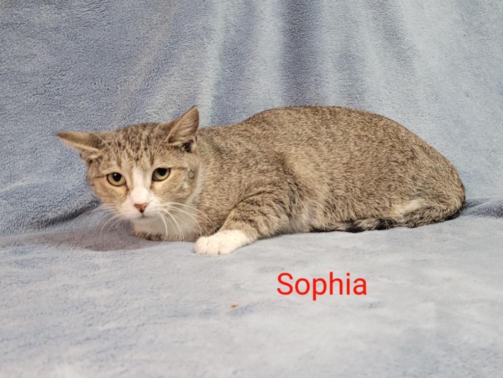 Enlarge Sophia, a Adoptable mixed breed in Cedar Rapids, IA image 1/2