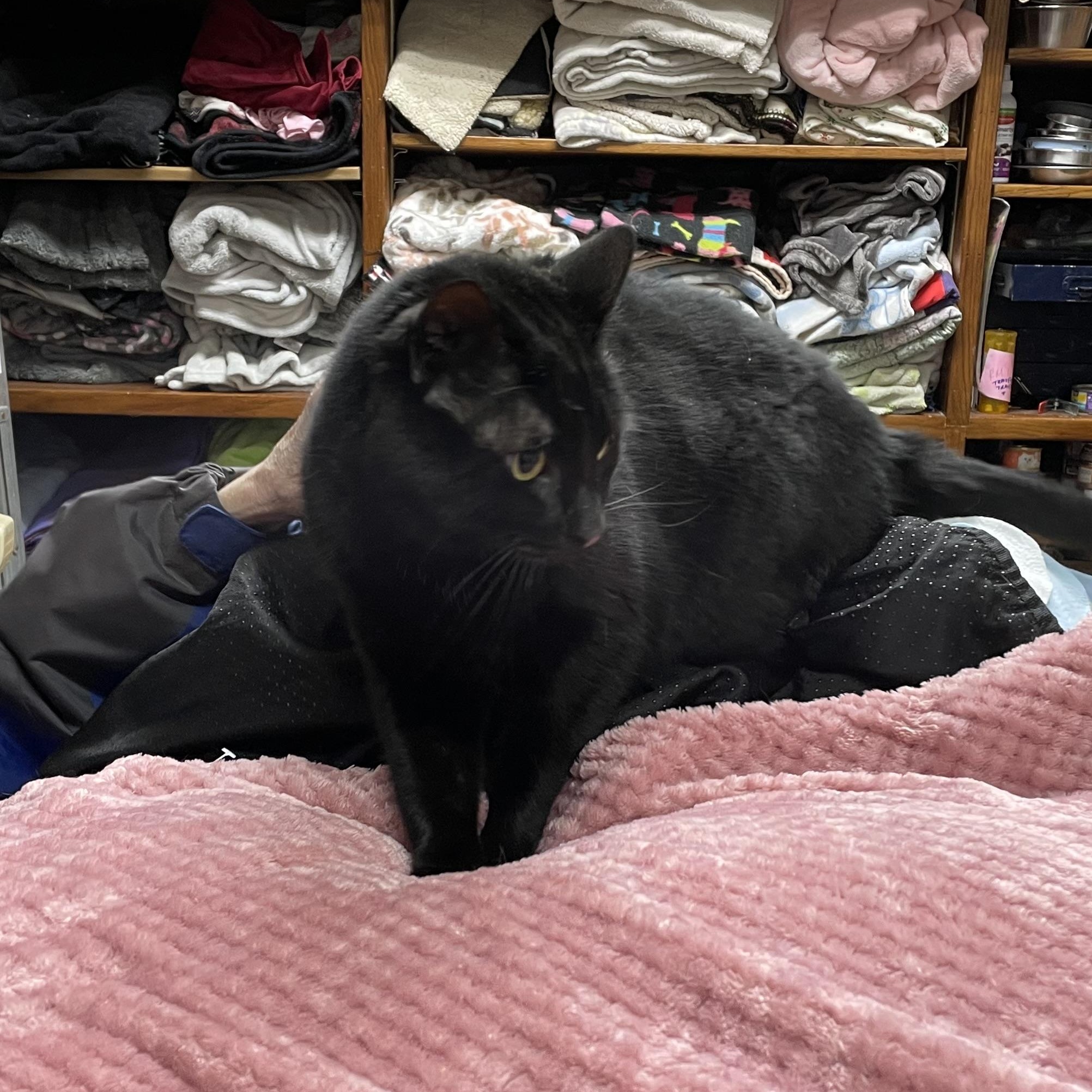 Merlin, an adoptable Domestic Short Hair in Stanwood, WA, 98292 | Photo Image 5