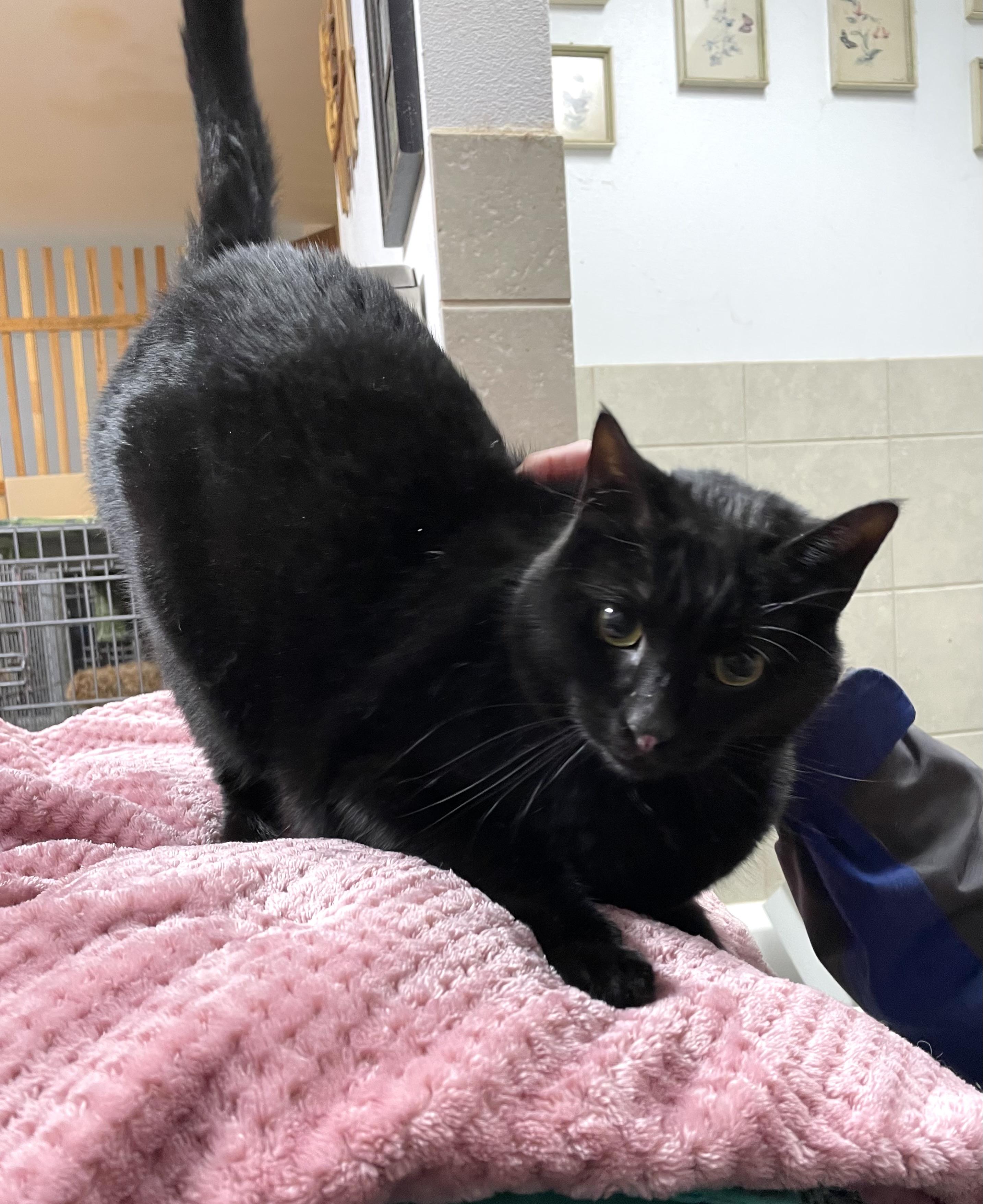 Merlin, an adoptable Domestic Short Hair in Stanwood, WA, 98292 | Photo Image 2