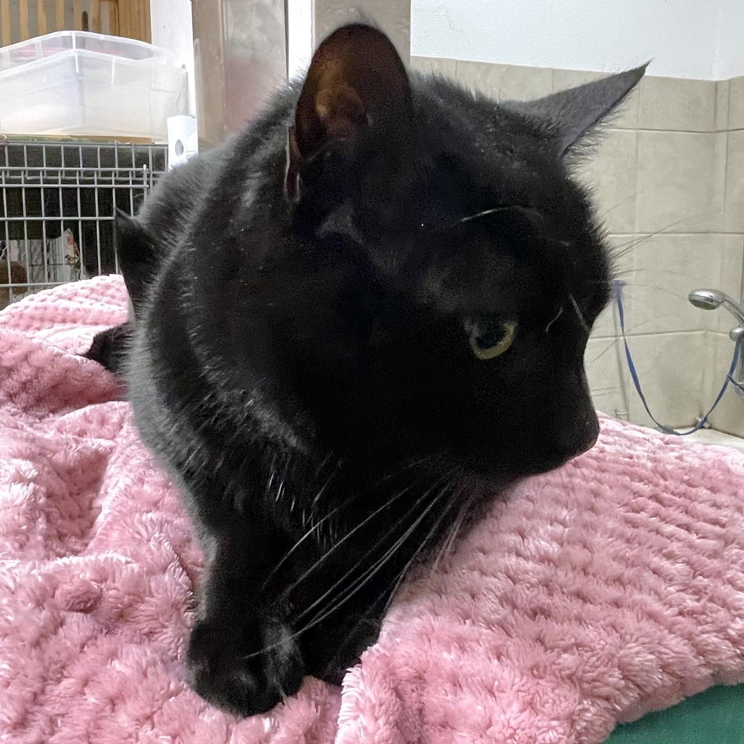 Merlin, an adoptable Domestic Short Hair in Stanwood, WA, 98292 | Photo Image 3