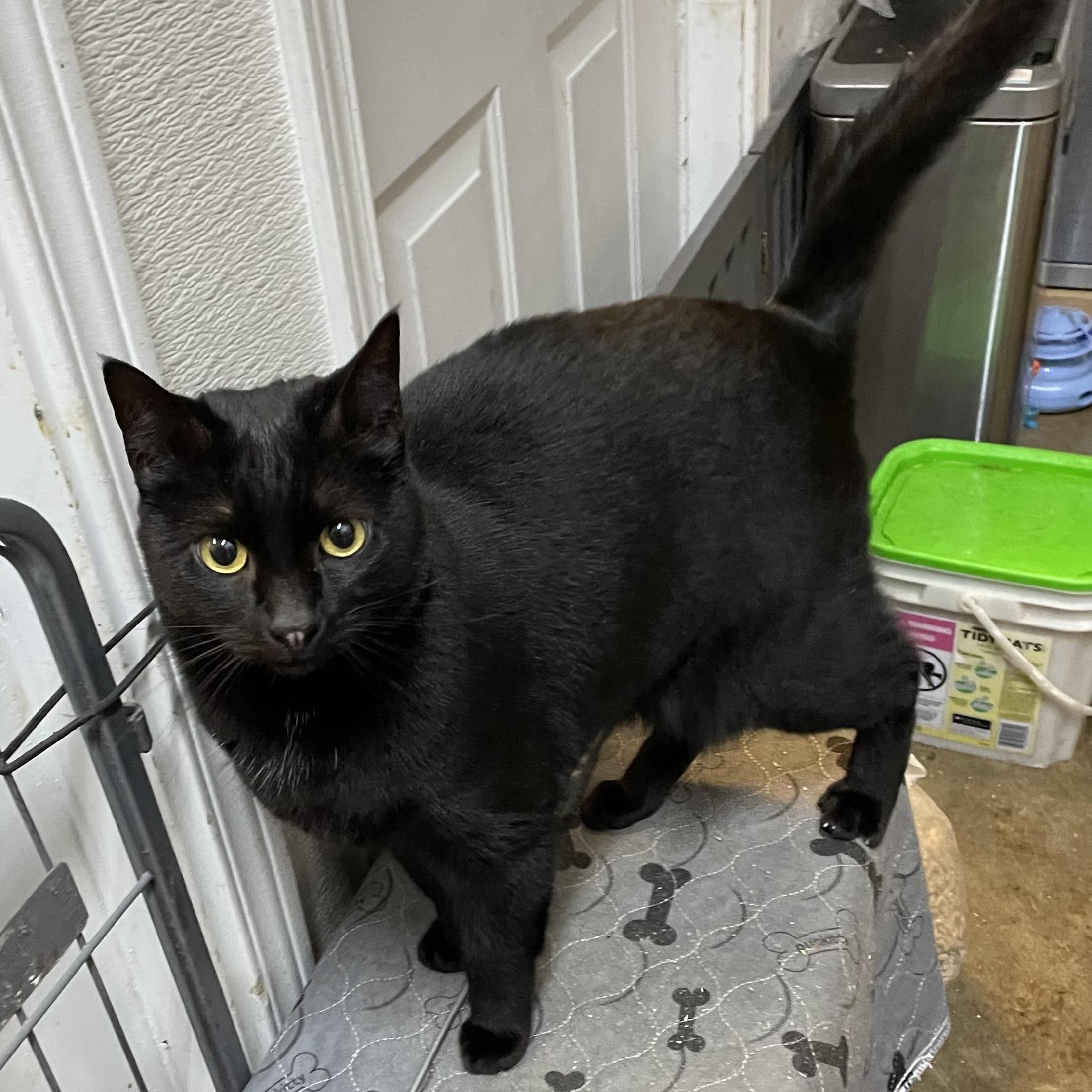 Merlin, an adoptable Domestic Short Hair in Stanwood, WA, 98292 | Photo Image 1