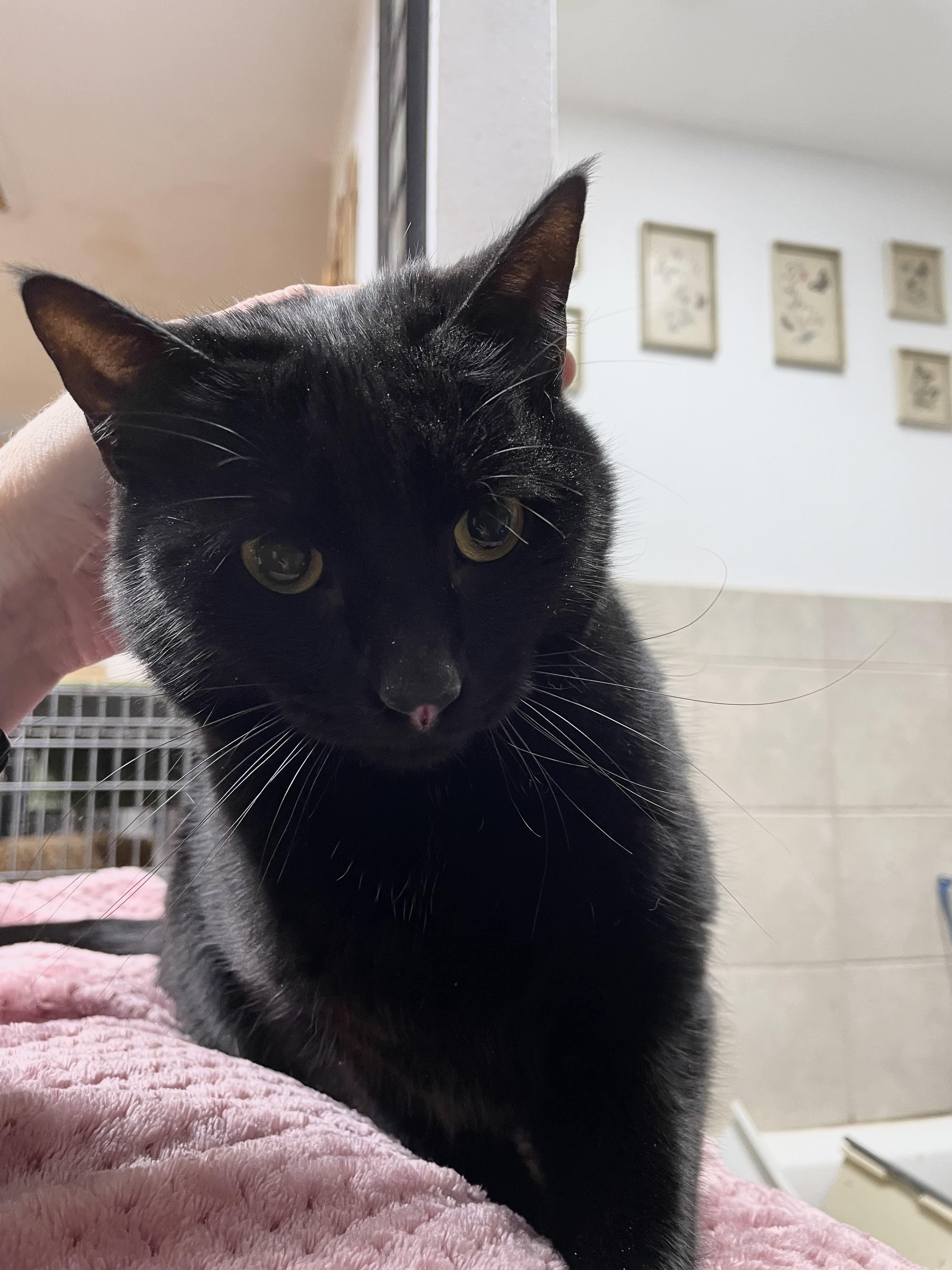 Merlin, an adoptable Domestic Short Hair in Stanwood, WA, 98292 | Photo Image 4