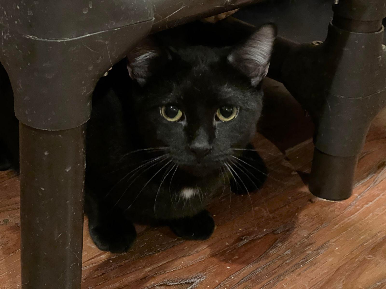 KILO, Adoptable, Young Male Domestic Short Hair.