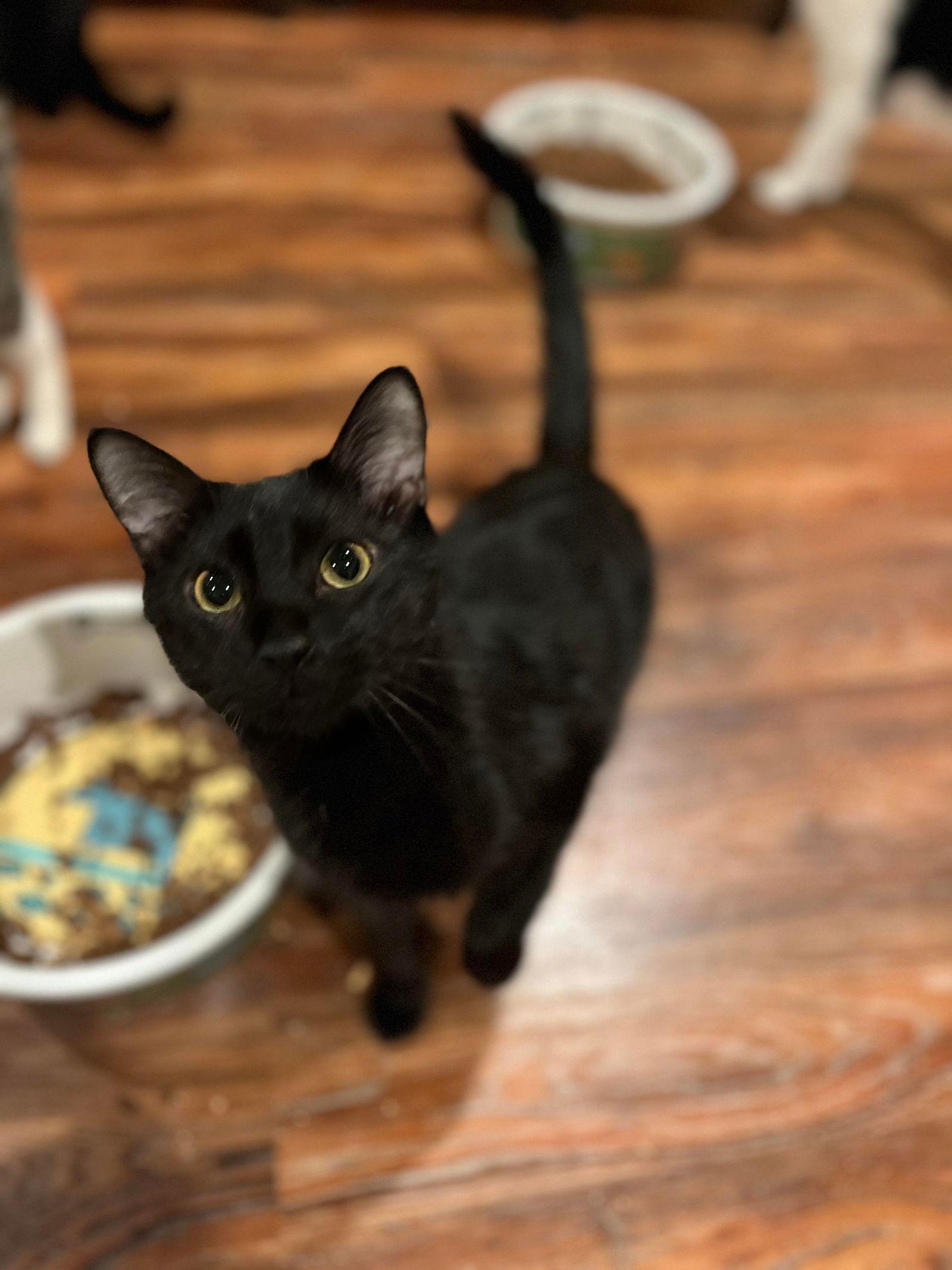 KILO, a Adoptable Domestic Short Hair in Capshaw, AL image 2/6