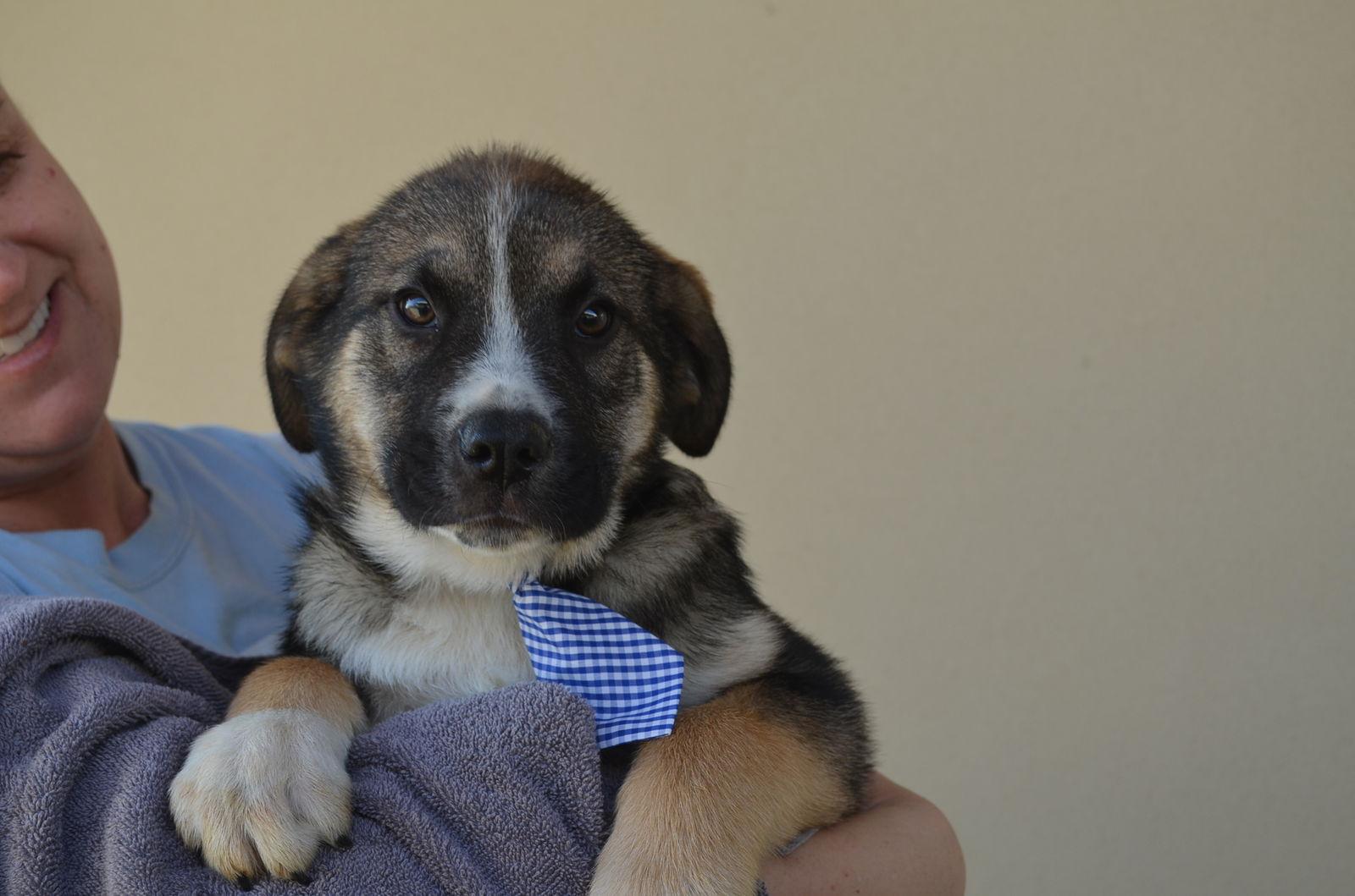 Enlarge Shamrock, a Adoptable Shepherd in McKinney, TX image 1/2