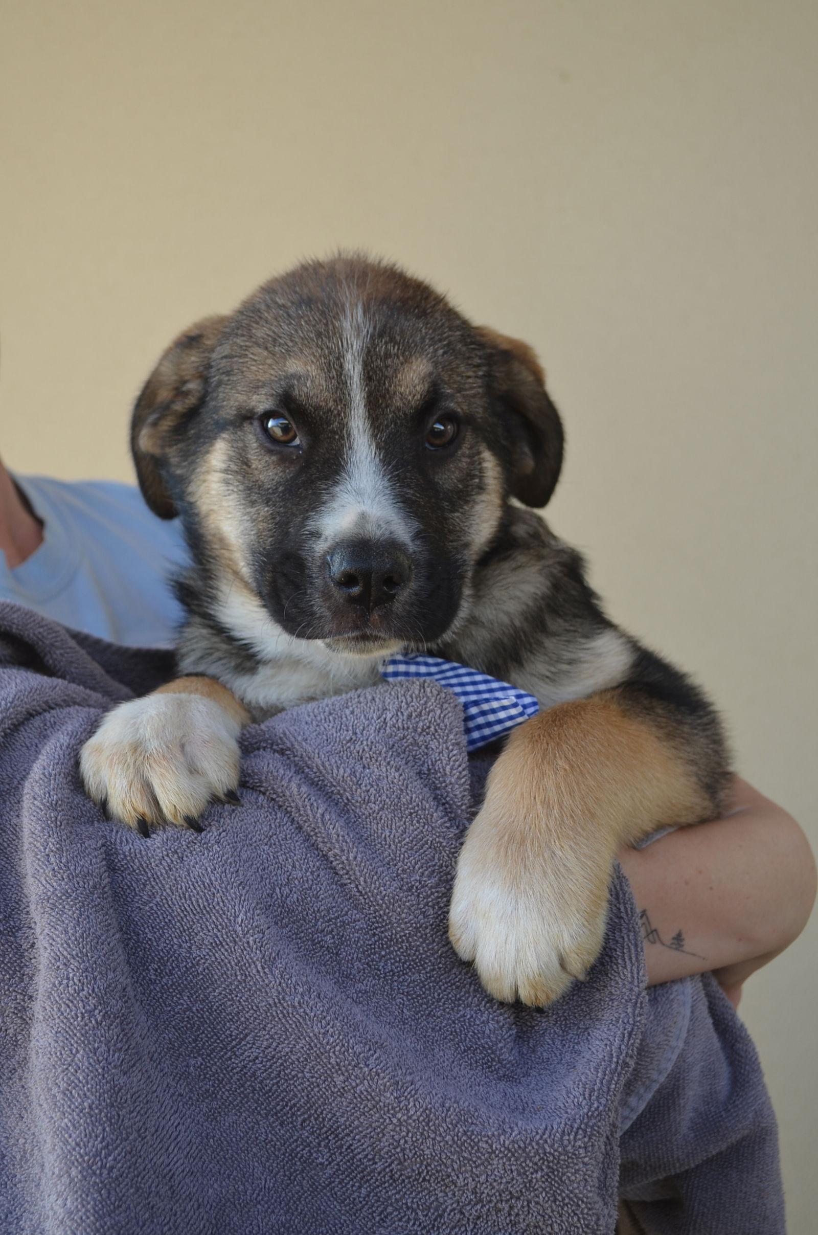 Enlarge Shamrock, a Adoptable Shepherd in McKinney, TX image 2/2