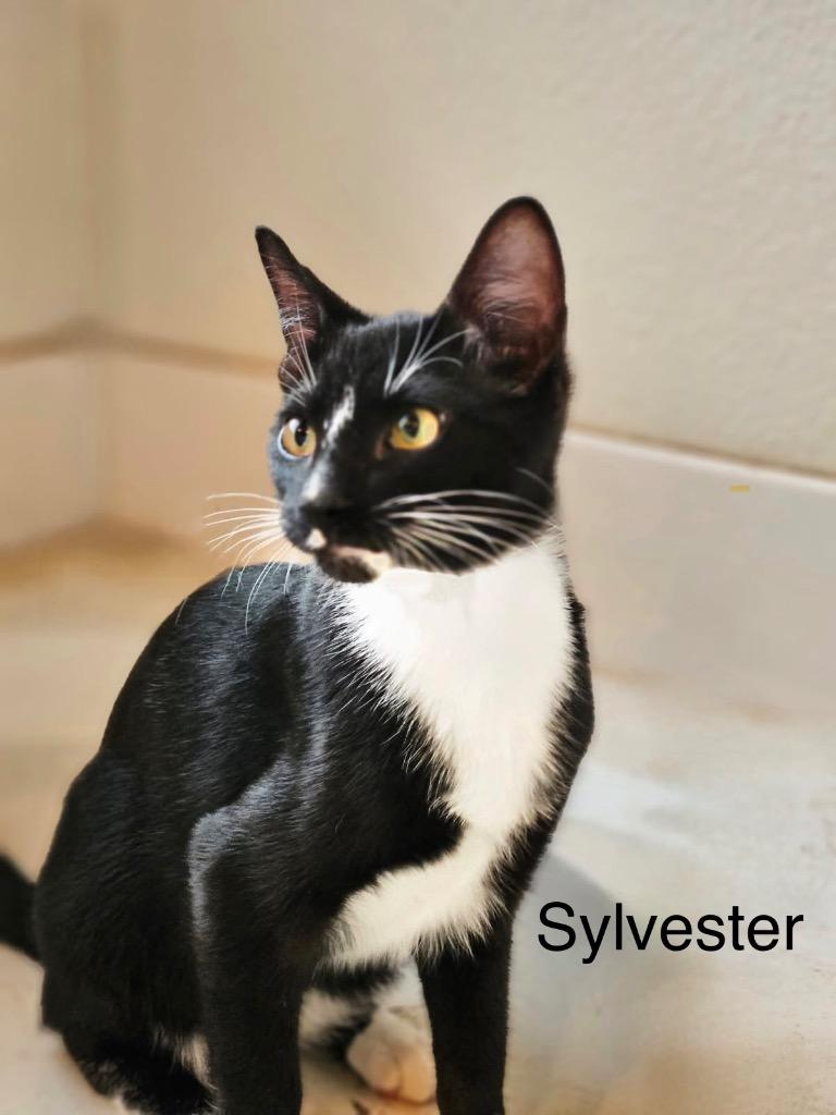 Sylvester, Adoptable, Kitten Male Domestic Short Hair.
