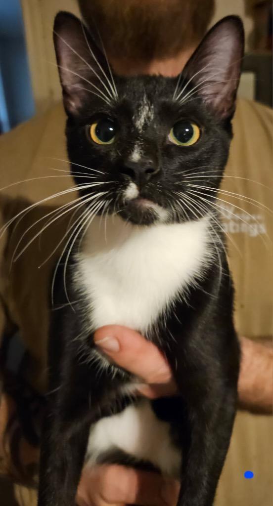 Sylvester, a Adoptable mixed breed in Spring, TX image 2/2