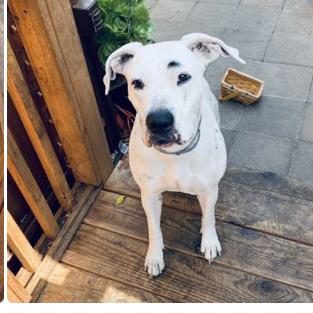 Enlarge Junie , a Adoptable mixed breed in Lakehead, CA image 4/4