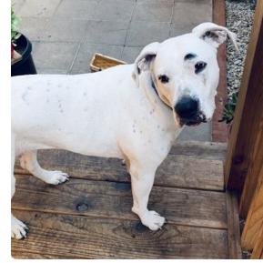 Enlarge Junie , a Adoptable mixed breed in Lakehead, CA image 3/4