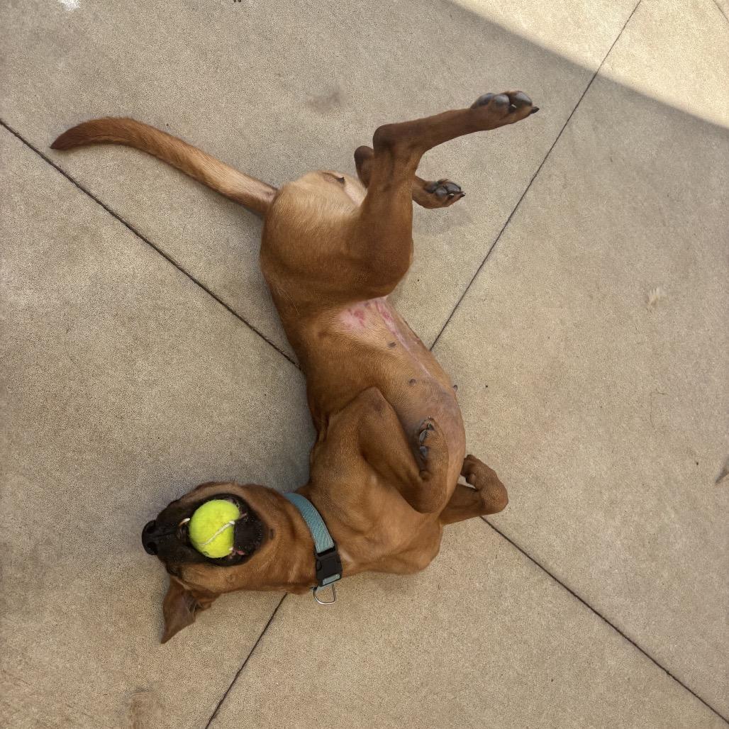 Sipsey, Adoptable, Adult Female Black Mouth Cur & Mixed Breed.