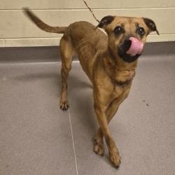 Sipsey, Adoptable, Adult Female Black Mouth Cur & Mixed Breed.
