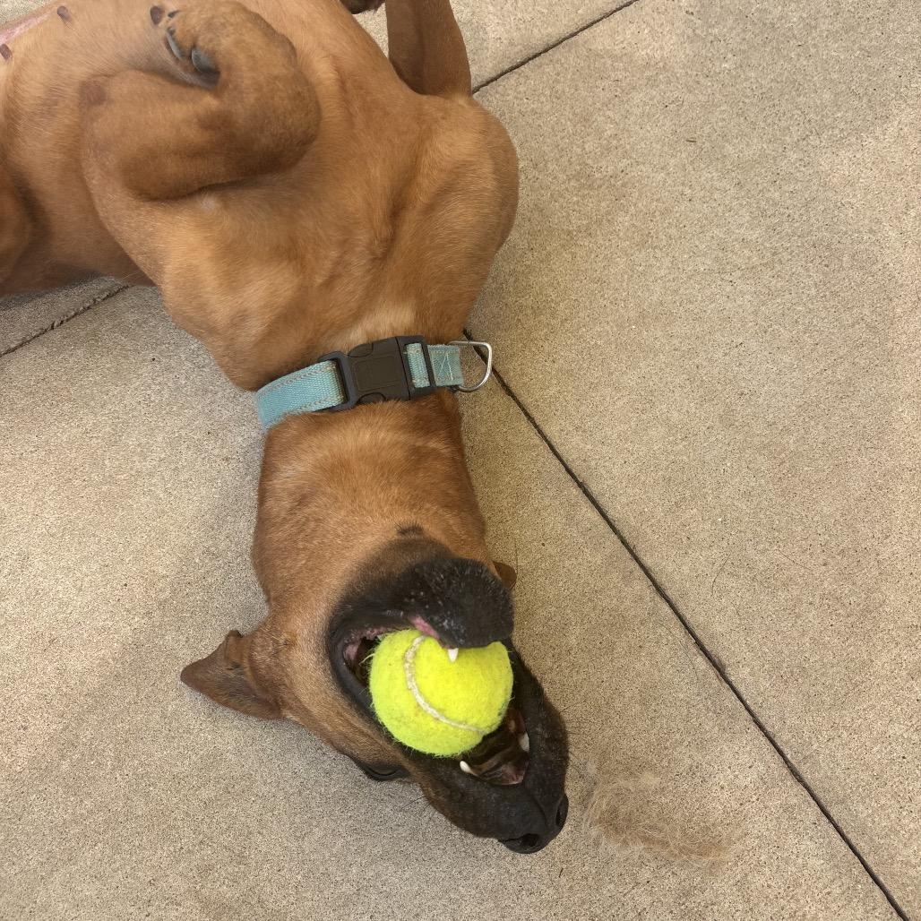 Sipsey, a Adoptable mixed breed in Norman, OK image 3/6