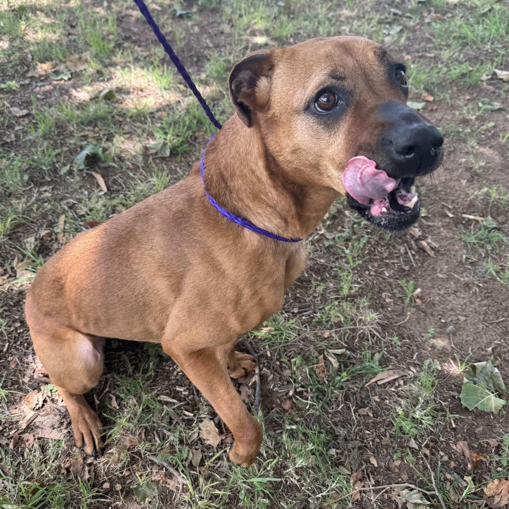 Sipsey, a Adoptable mixed breed in Norman, OK image 4/6