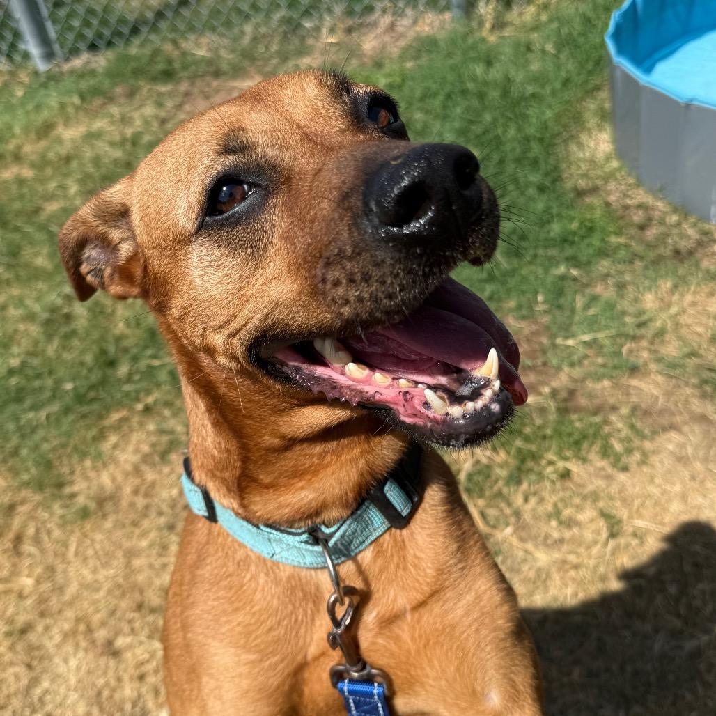 Enlarge Sipsey, a Adoptable mixed breed in Norman, OK image 4/6