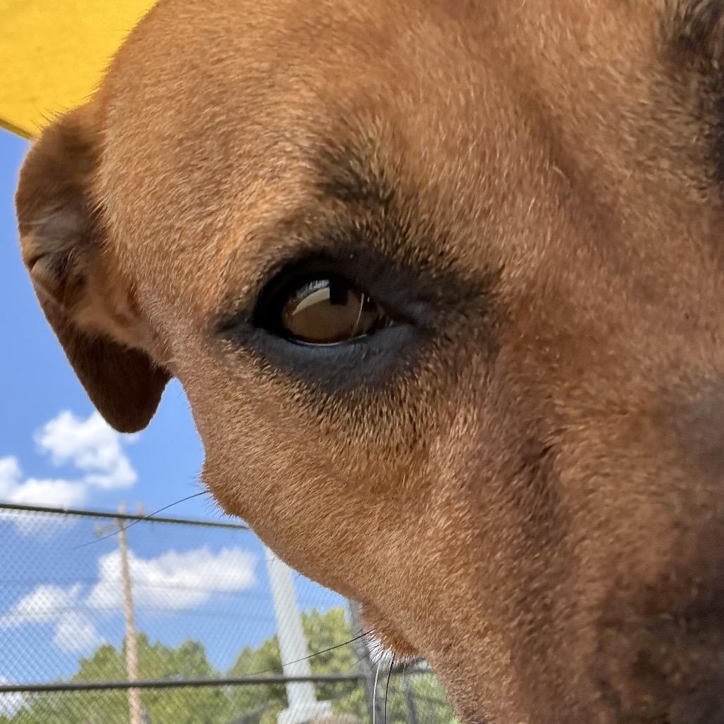 Sipsey, a Adoptable mixed breed in Norman, OK image 5/6