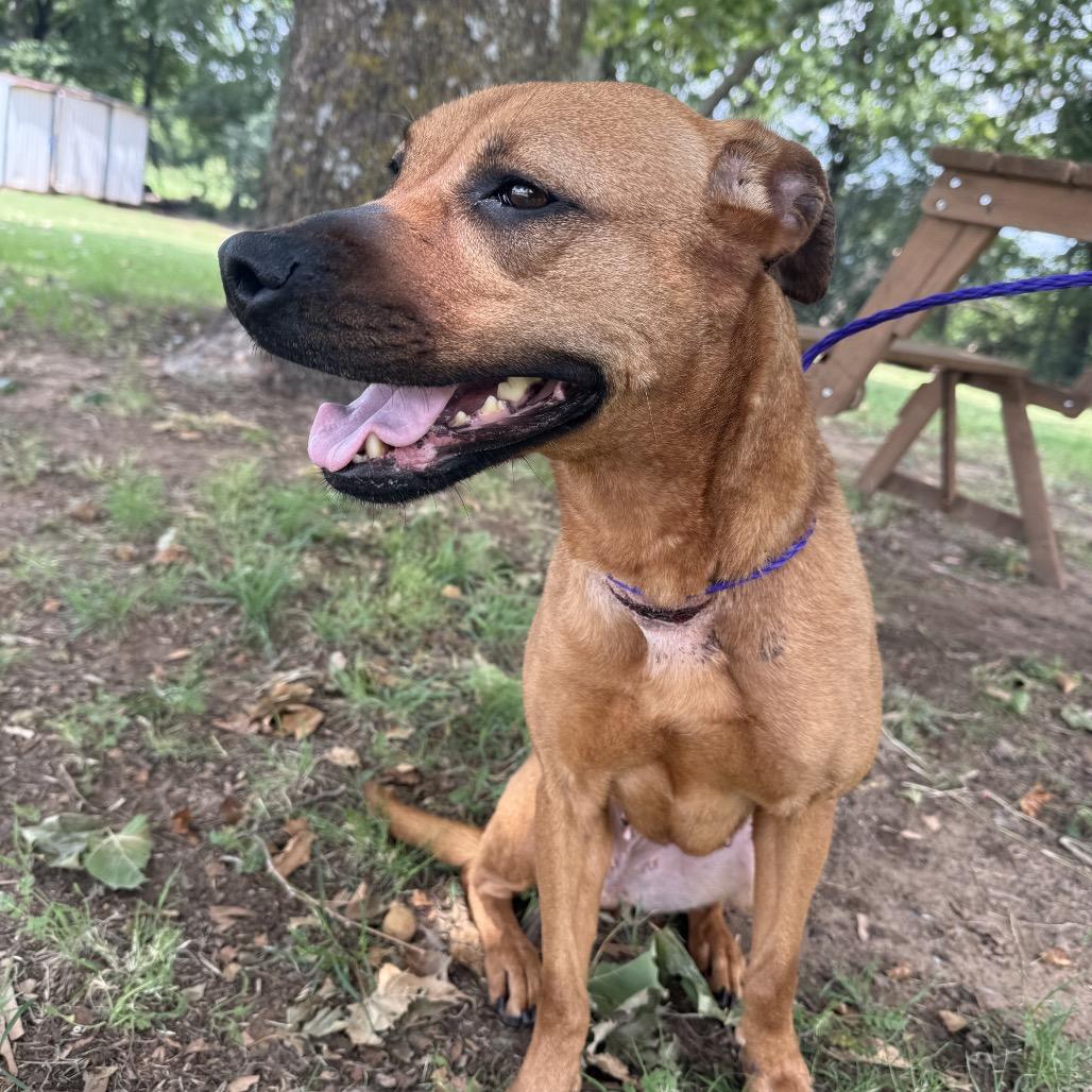 Sipsey, a Adoptable mixed breed in Norman, OK image 6/6