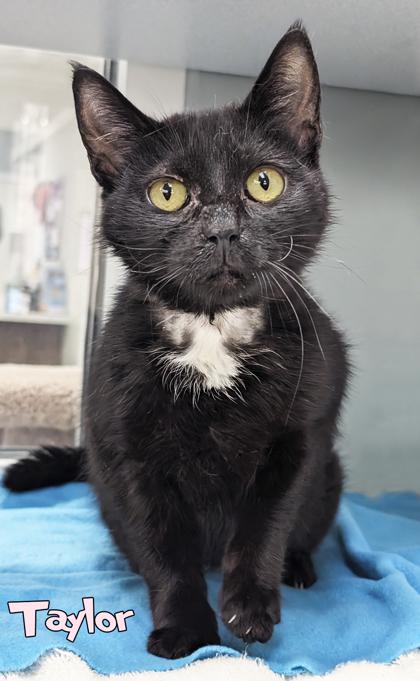 Taylor, Adoptable, Adult Female Domestic Short Hair & Domestic Short Hair.