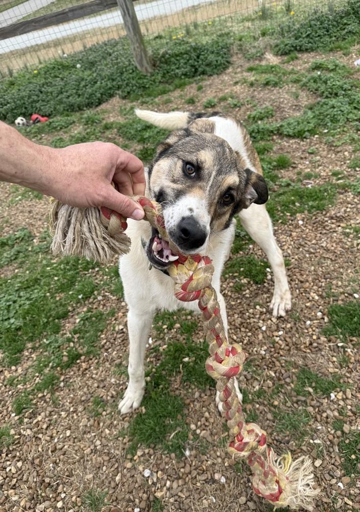 Enlarge ROCKY, a Adoptable mixed breed in Lexington, TN image 1/6