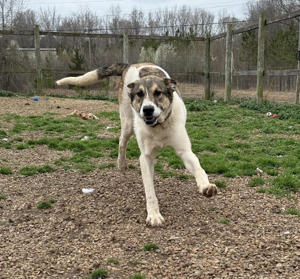 Enlarge ROCKY, a Adoptable mixed breed in Lexington, TN image 2/6