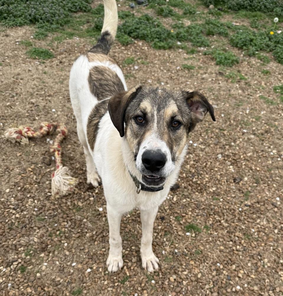 Enlarge ROCKY, a Adoptable mixed breed in Lexington, TN image 3/6