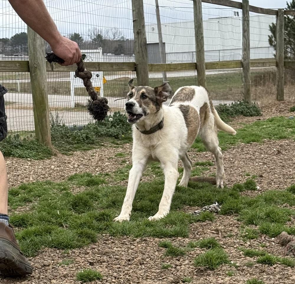 Enlarge ROCKY, a Adoptable mixed breed in Lexington, TN image 4/6