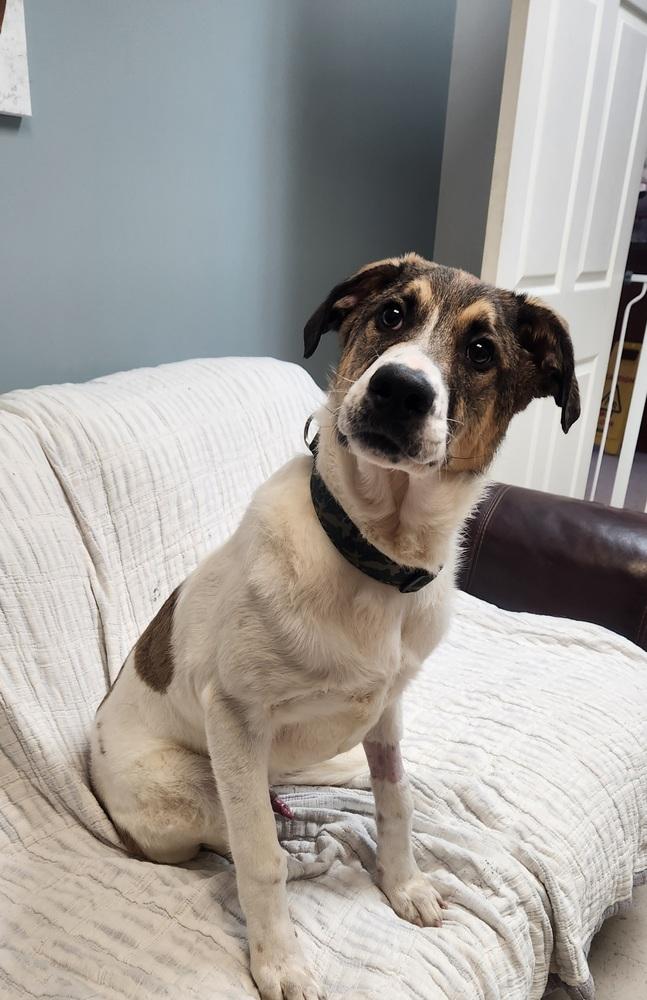 ROCKY, Adoptable, Young Male Pit Bull Terrier & Mixed Breed.