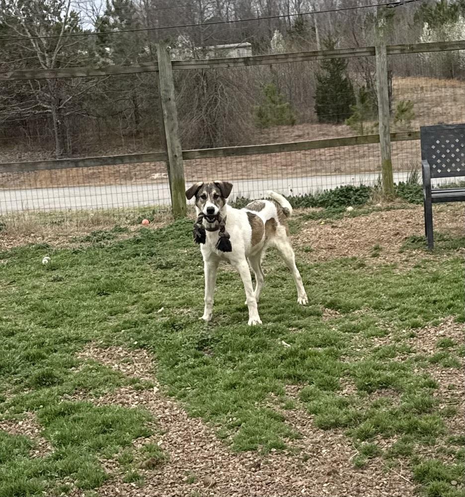Enlarge ROCKY, a Adoptable mixed breed in Lexington, TN image 5/6