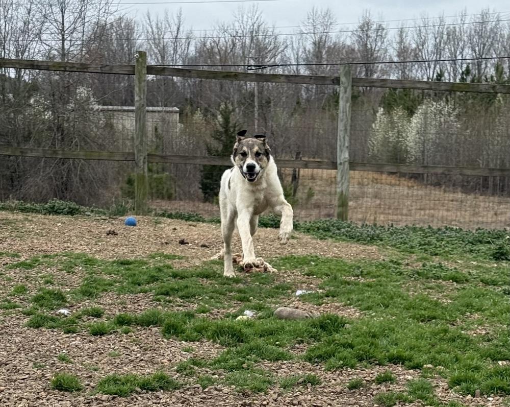 Enlarge ROCKY, a Adoptable mixed breed in Lexington, TN image 6/6