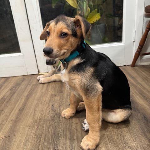 Reese, Adoptable, Puppy Male German Shepherd Dog & Mixed Breed.
