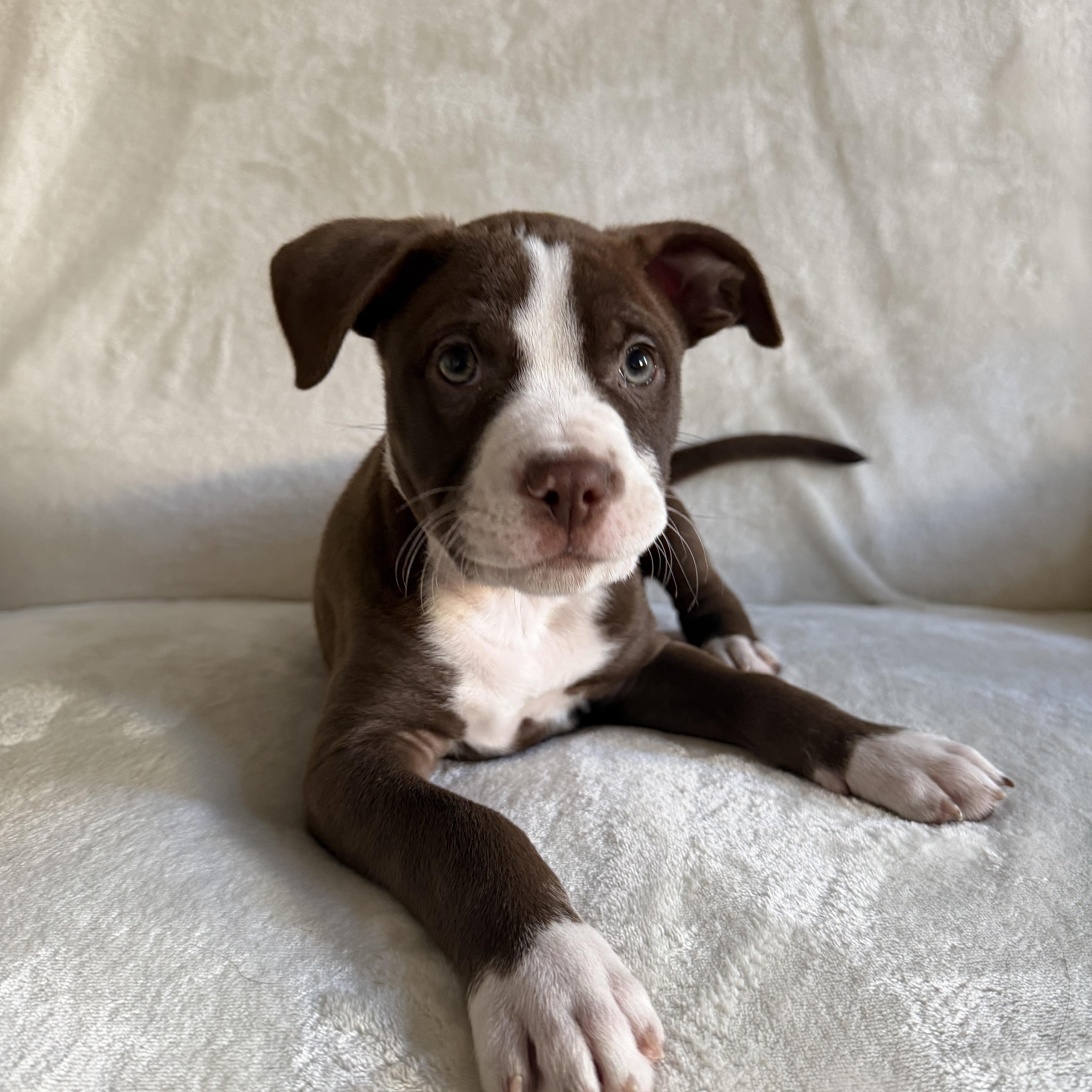 Loki, an adopted mixed breed in Wrightstown, NJ image 1/6