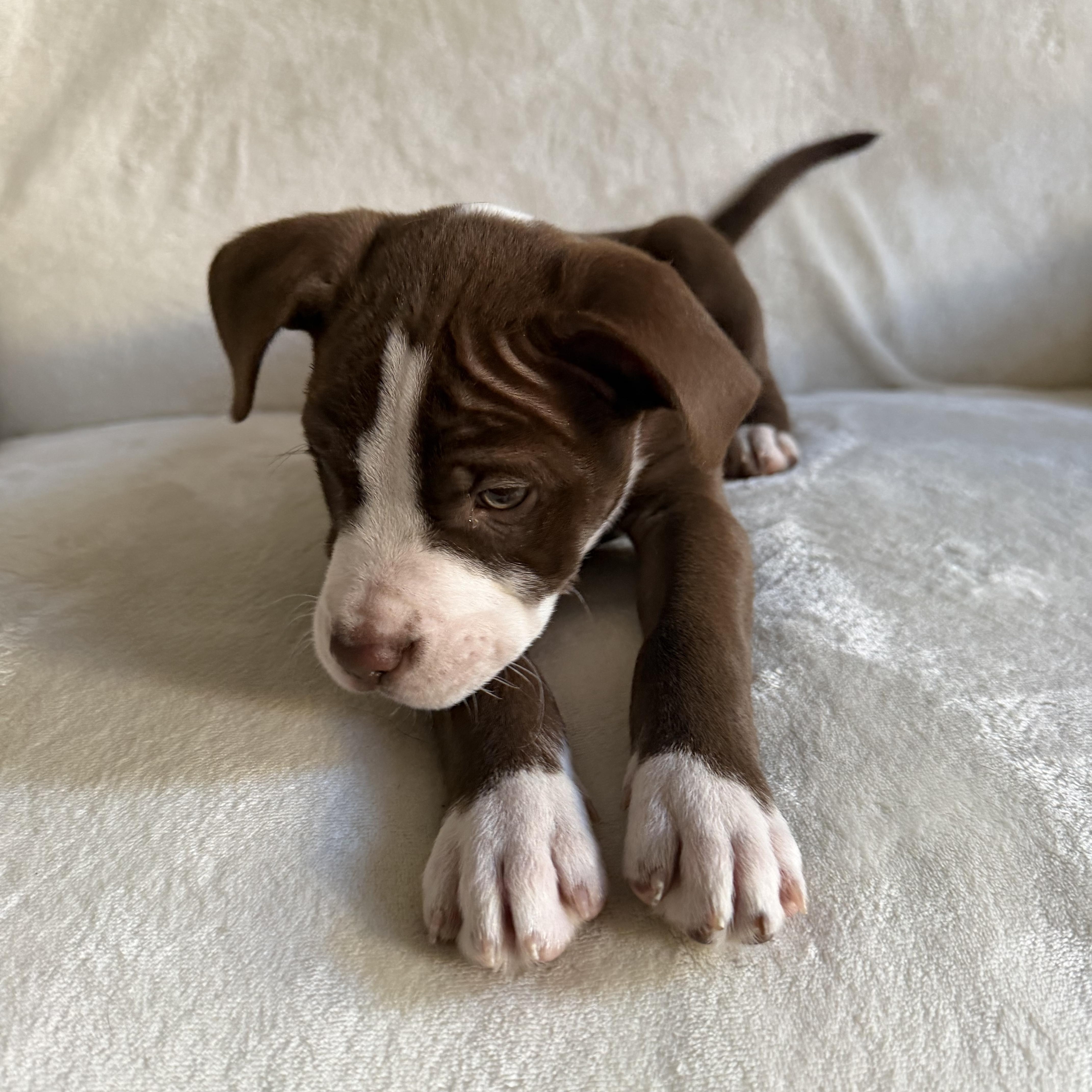 Loki, an adopted mixed breed in Wrightstown, NJ image 2/6