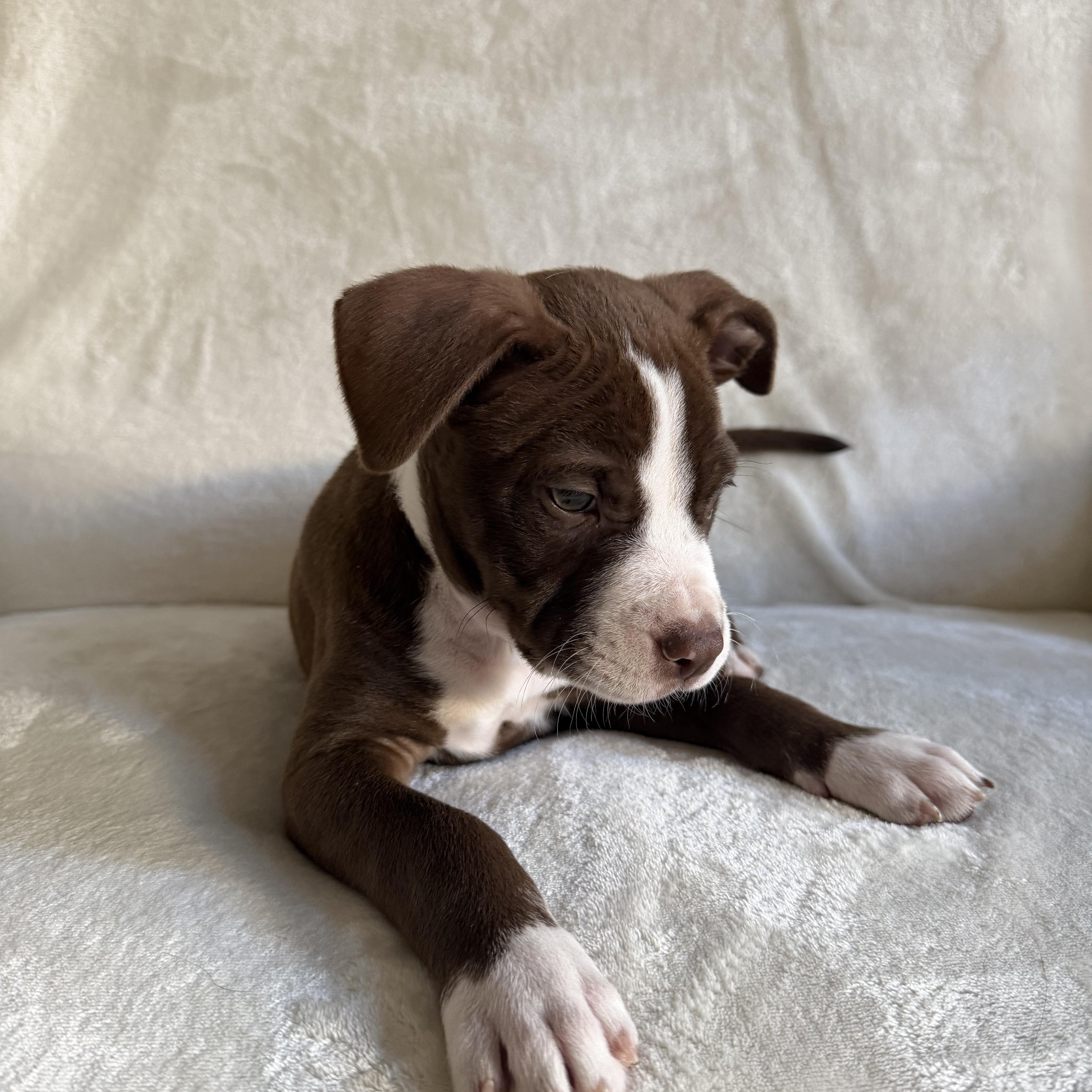 Loki, an adopted mixed breed in Wrightstown, NJ image 3/6