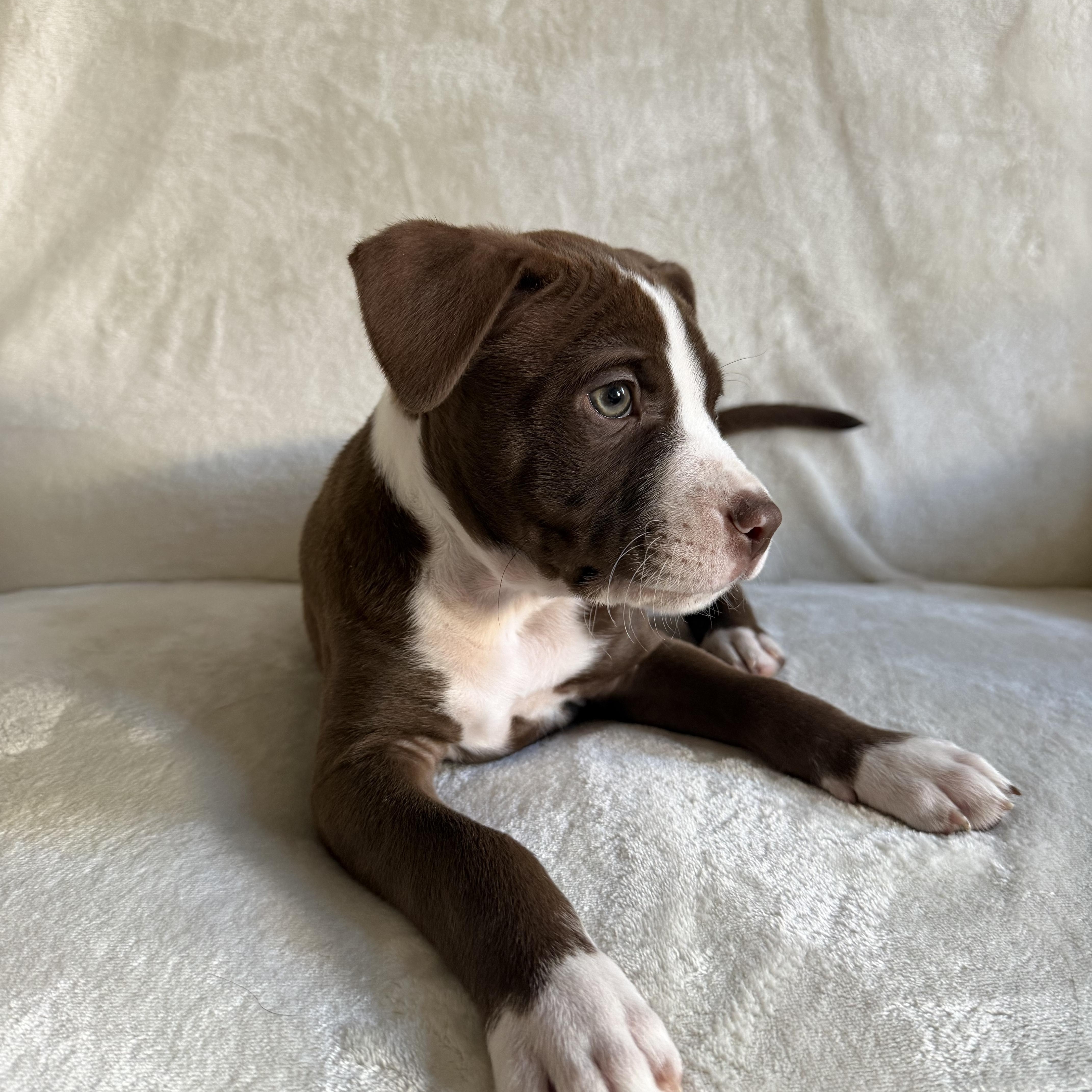 Loki, an adopted mixed breed in Wrightstown, NJ image 4/6