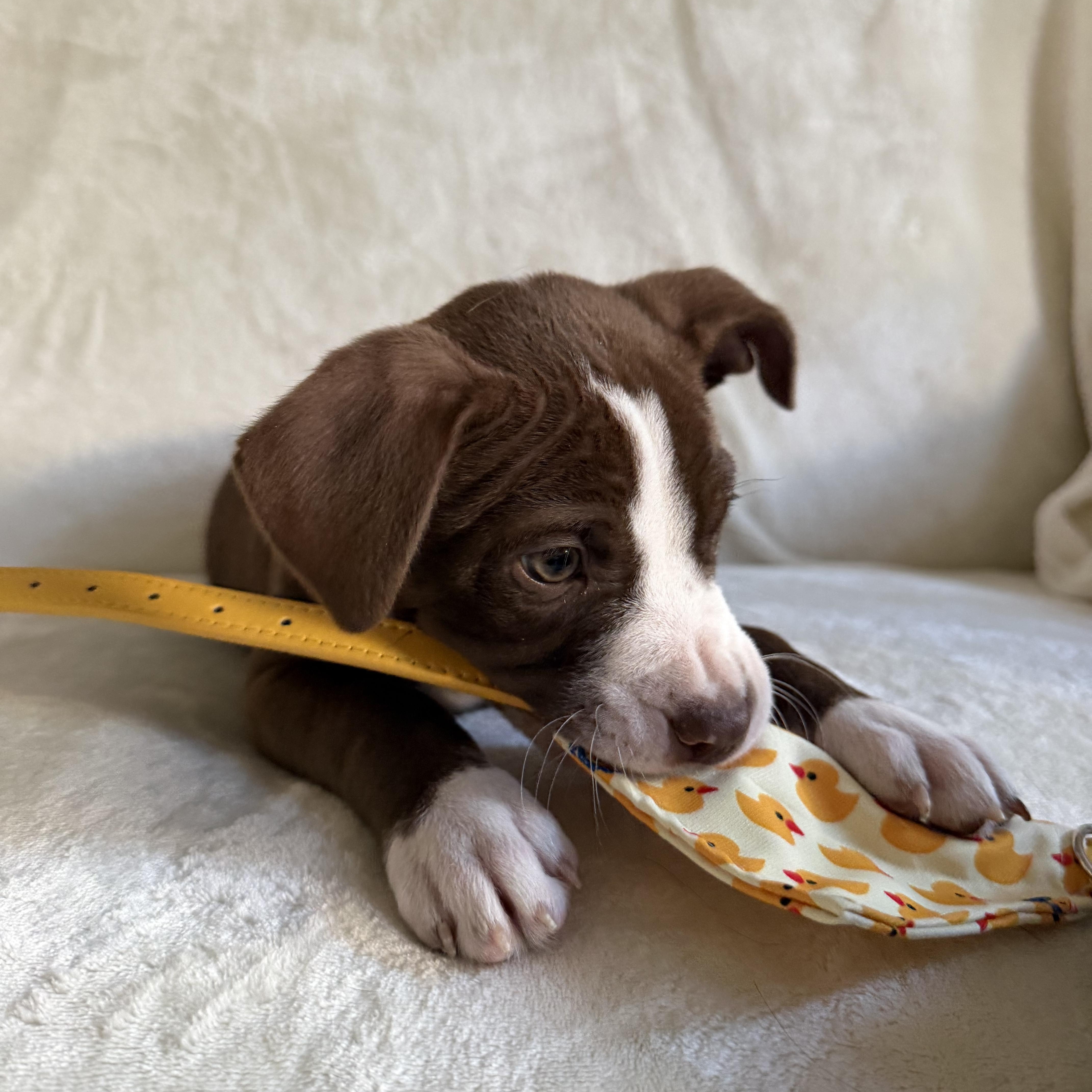 Loki, an adopted mixed breed in Wrightstown, NJ image 5/6