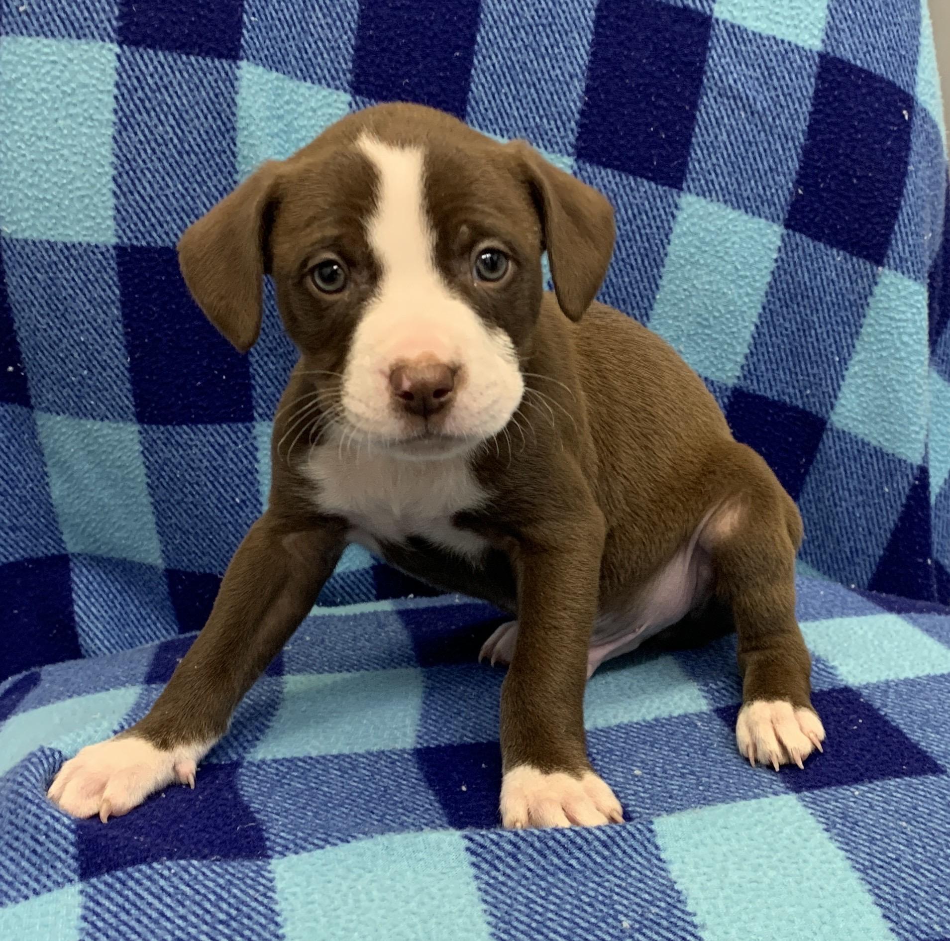 Enlarge Loki, a ADOPTABLE mixed breed in Wrightstown, NJ image 1/1