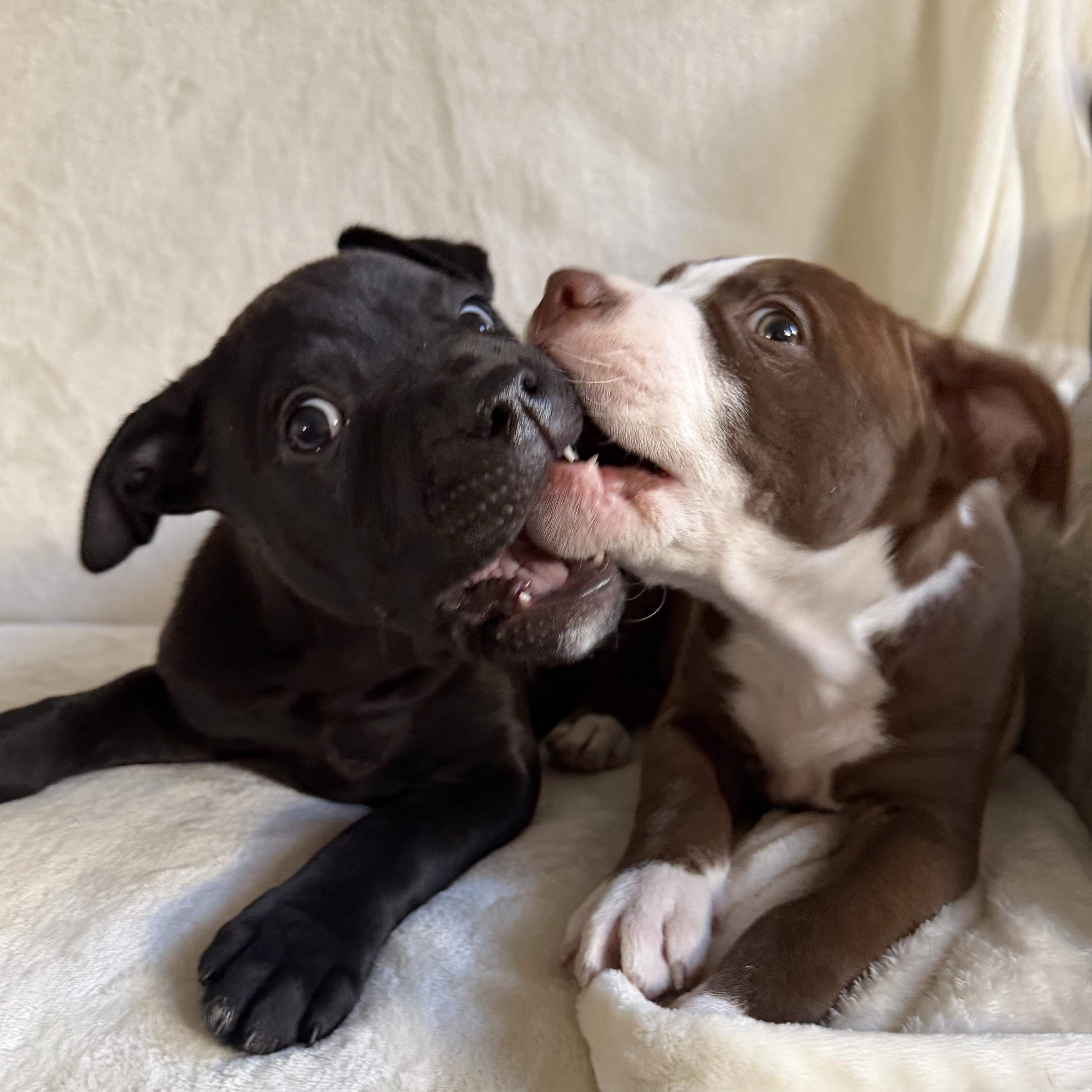 Loki, an adopted mixed breed in Wrightstown, NJ image 6/6